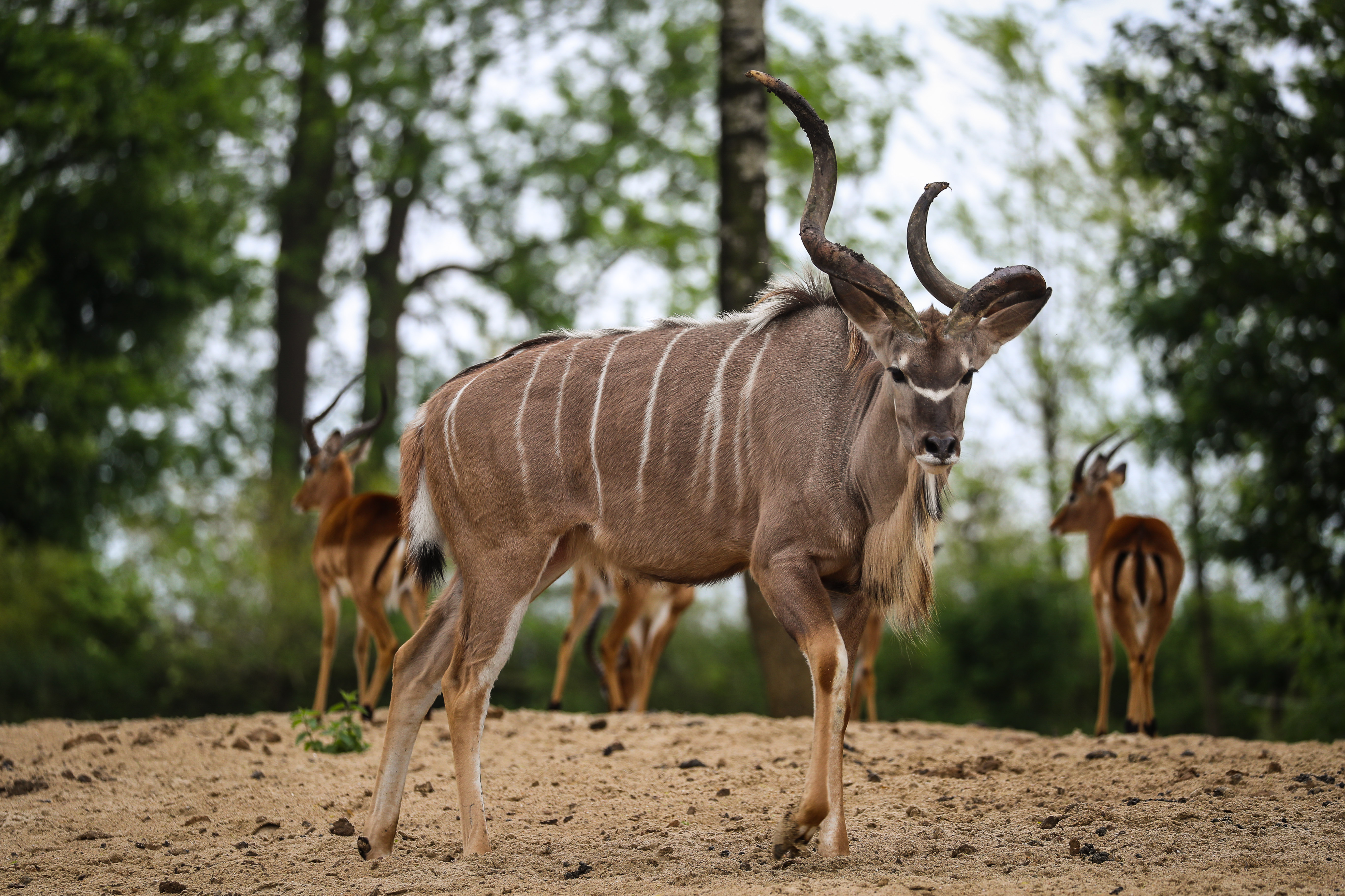 The greater kudu - Actvities - Pairi Daiza