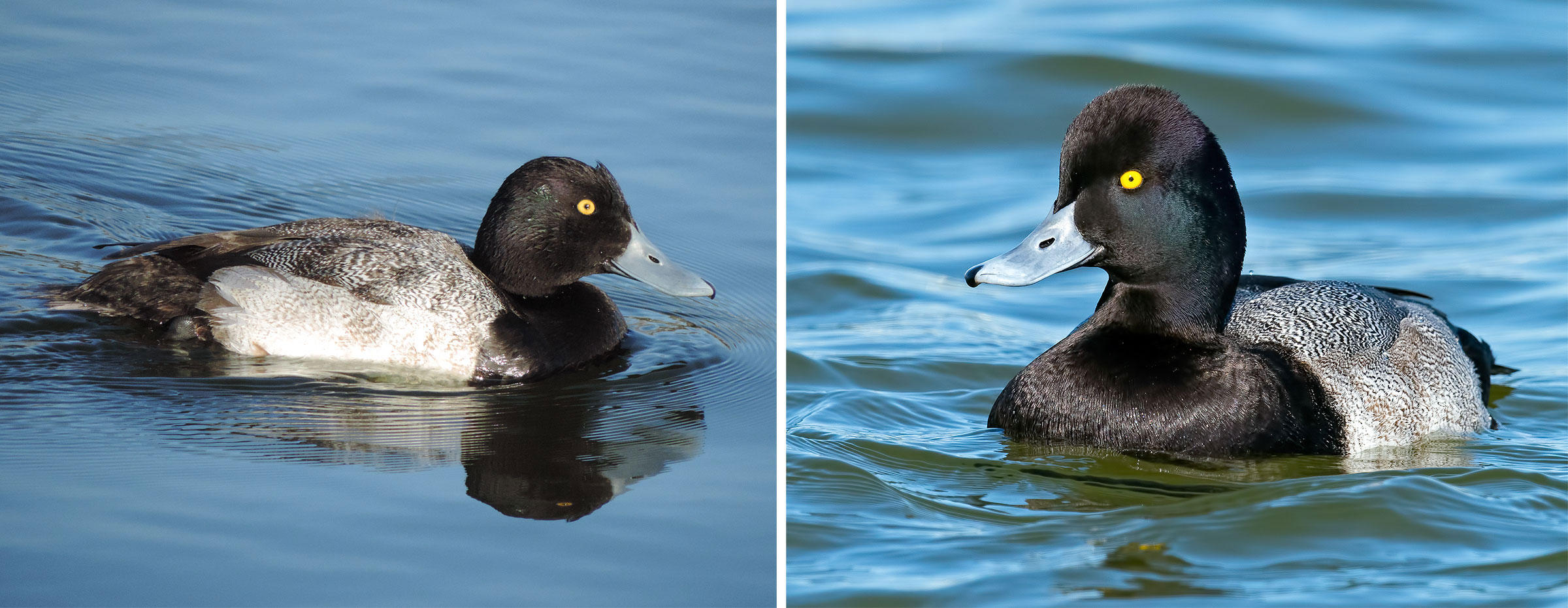 What Are the Differences Between Greater and Lesser Scaup | Audubon