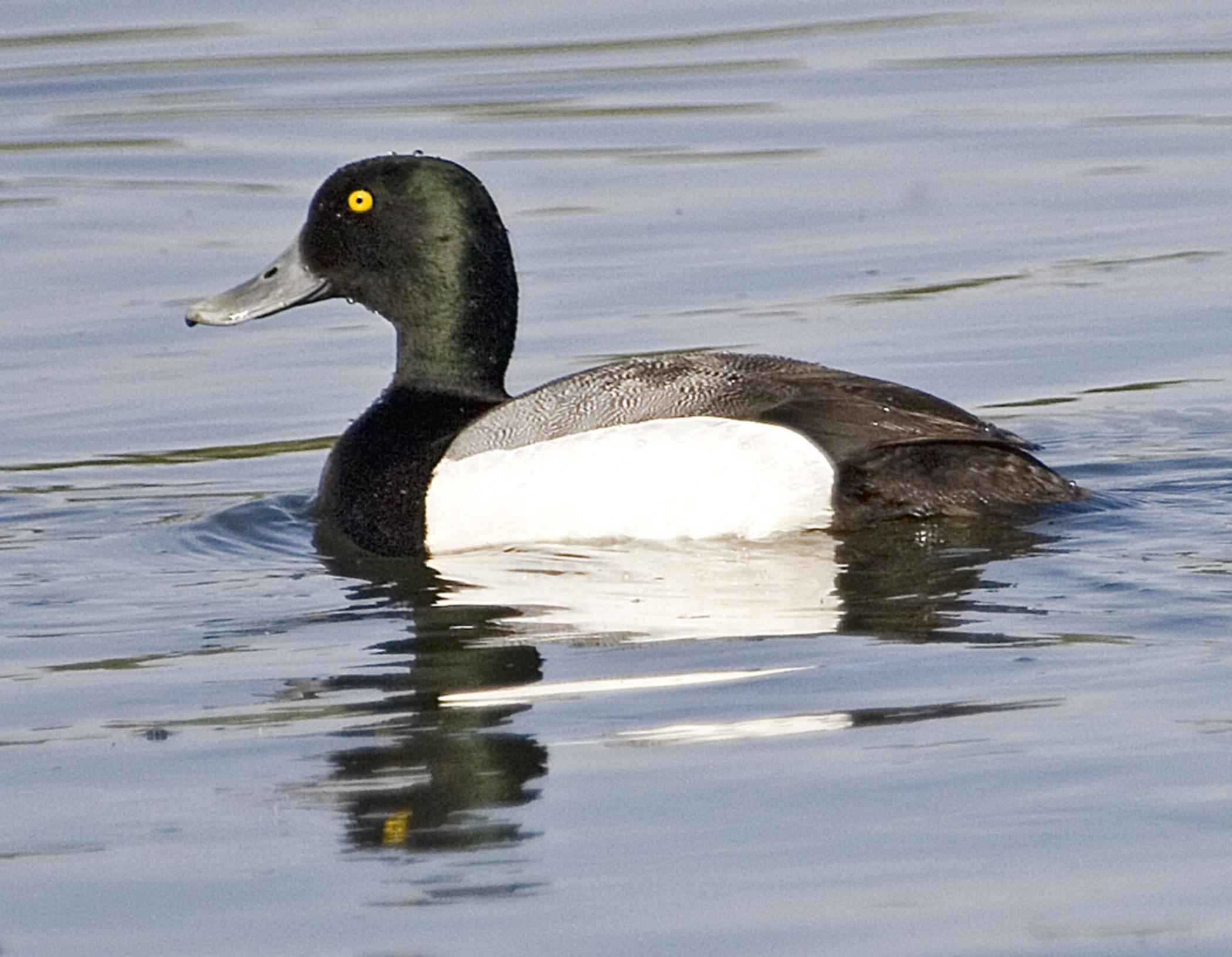 Free picture: duck, waterfowl, greater, scaup, drake