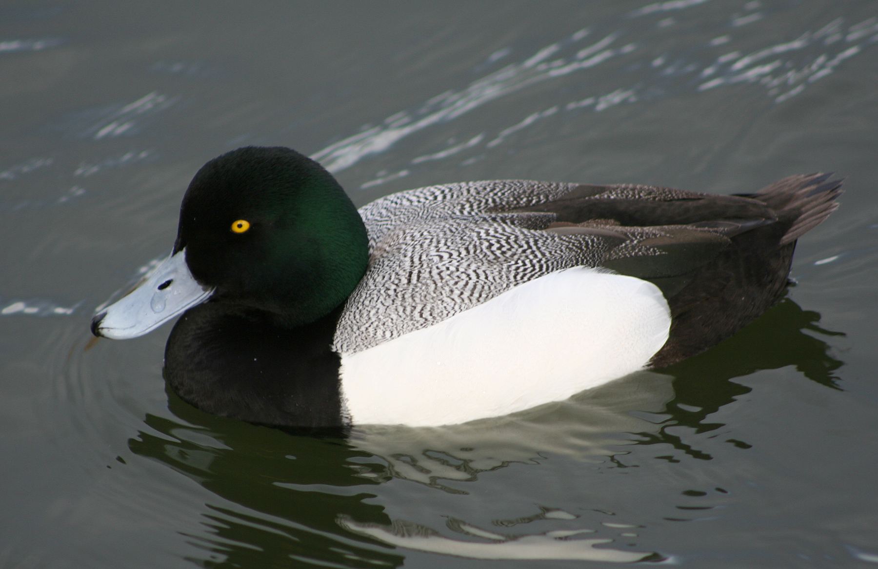 File:Greater-scaup-male2.jpg - Wikimedia Commons