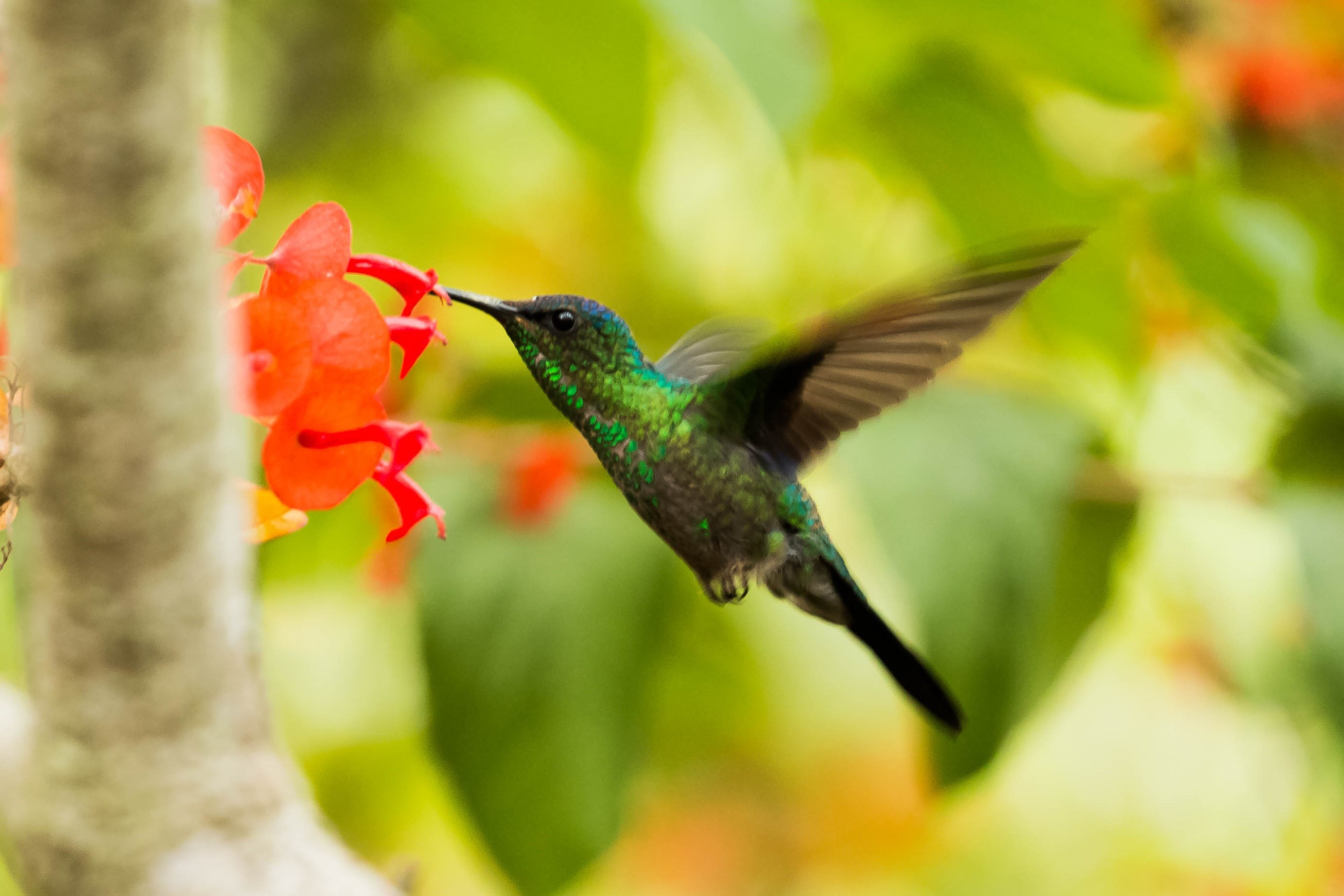 Green and black hummingbird photo