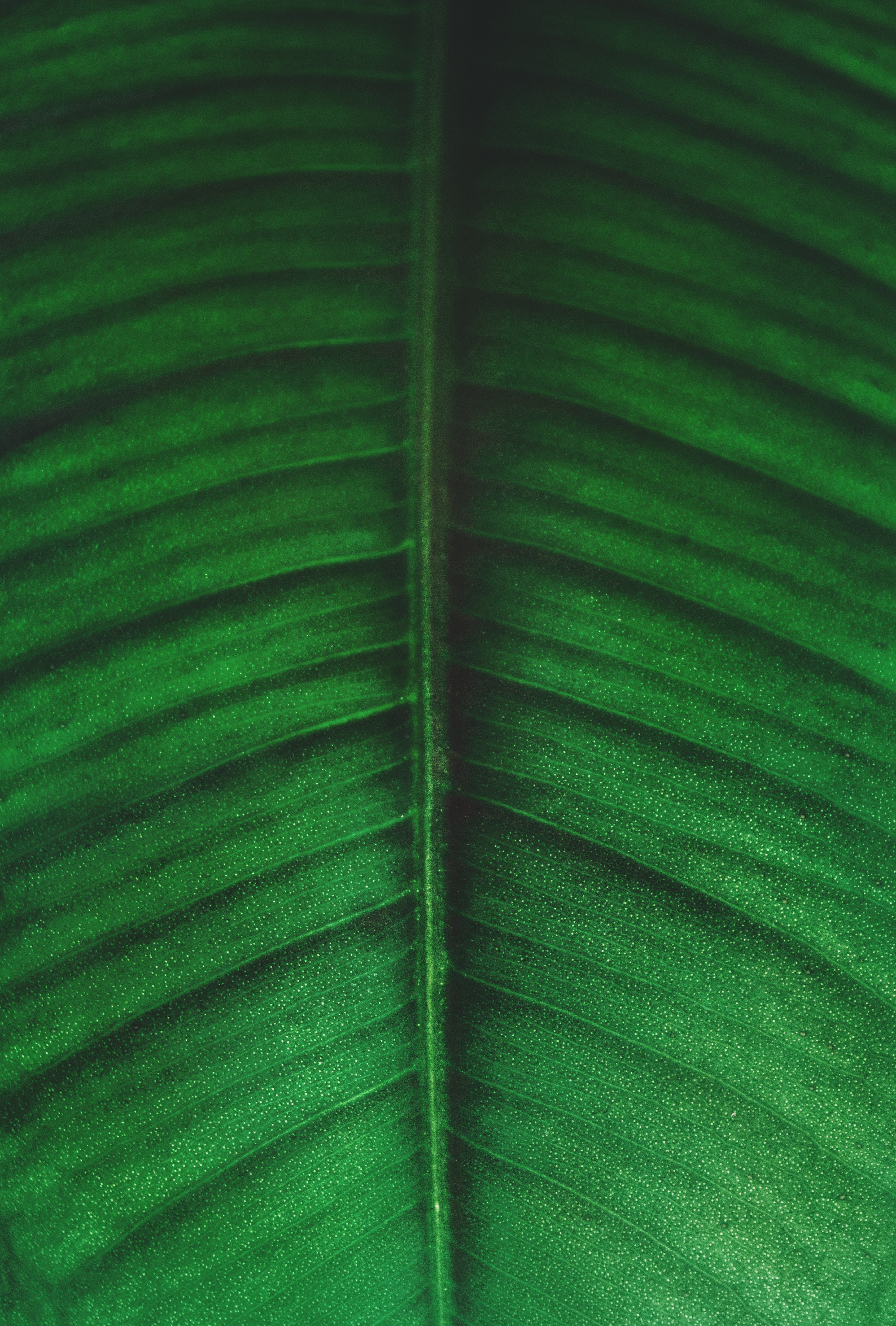 Green and black leaf photo