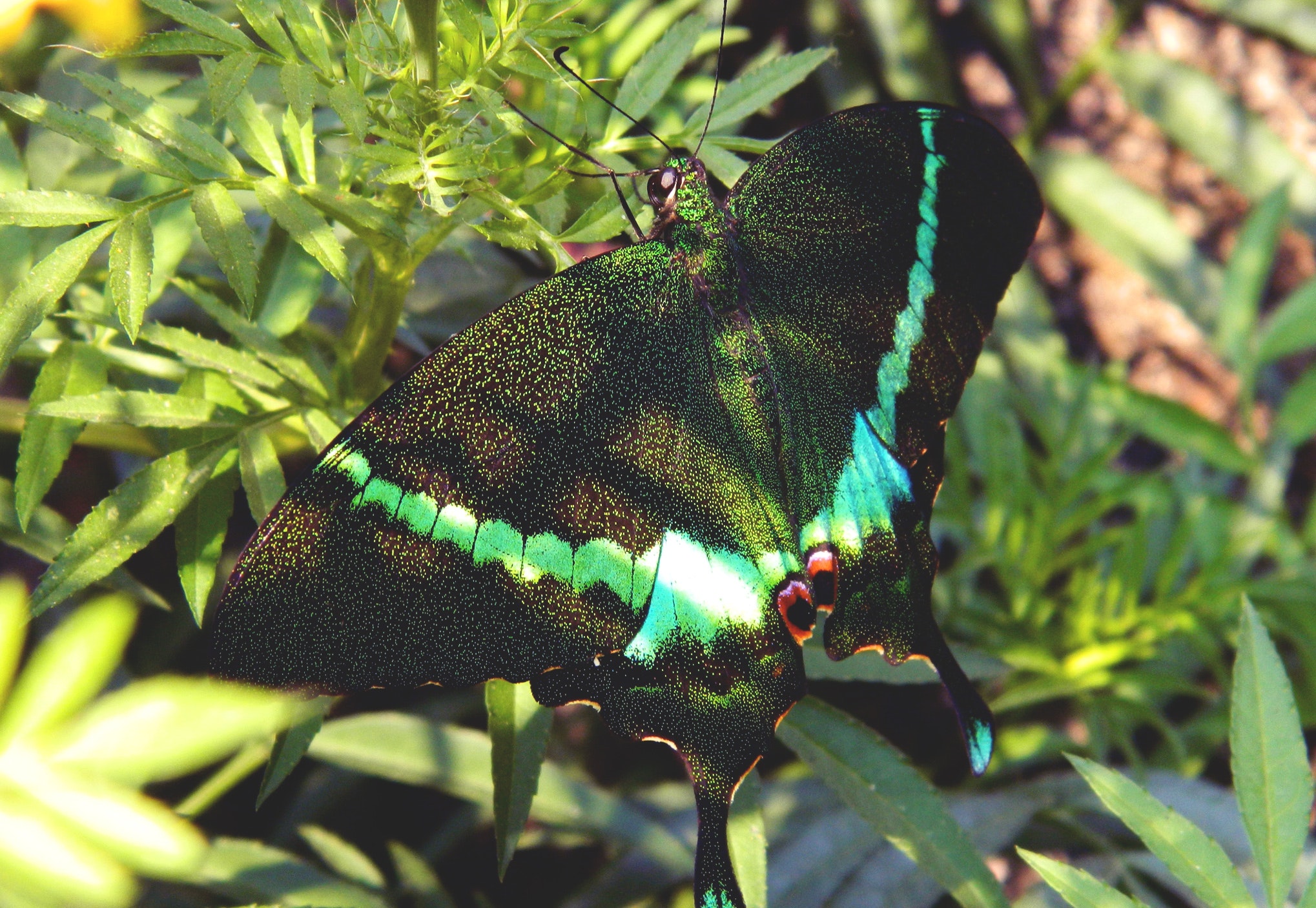 Green and black swallowtail butterfly on green leaf plant photo