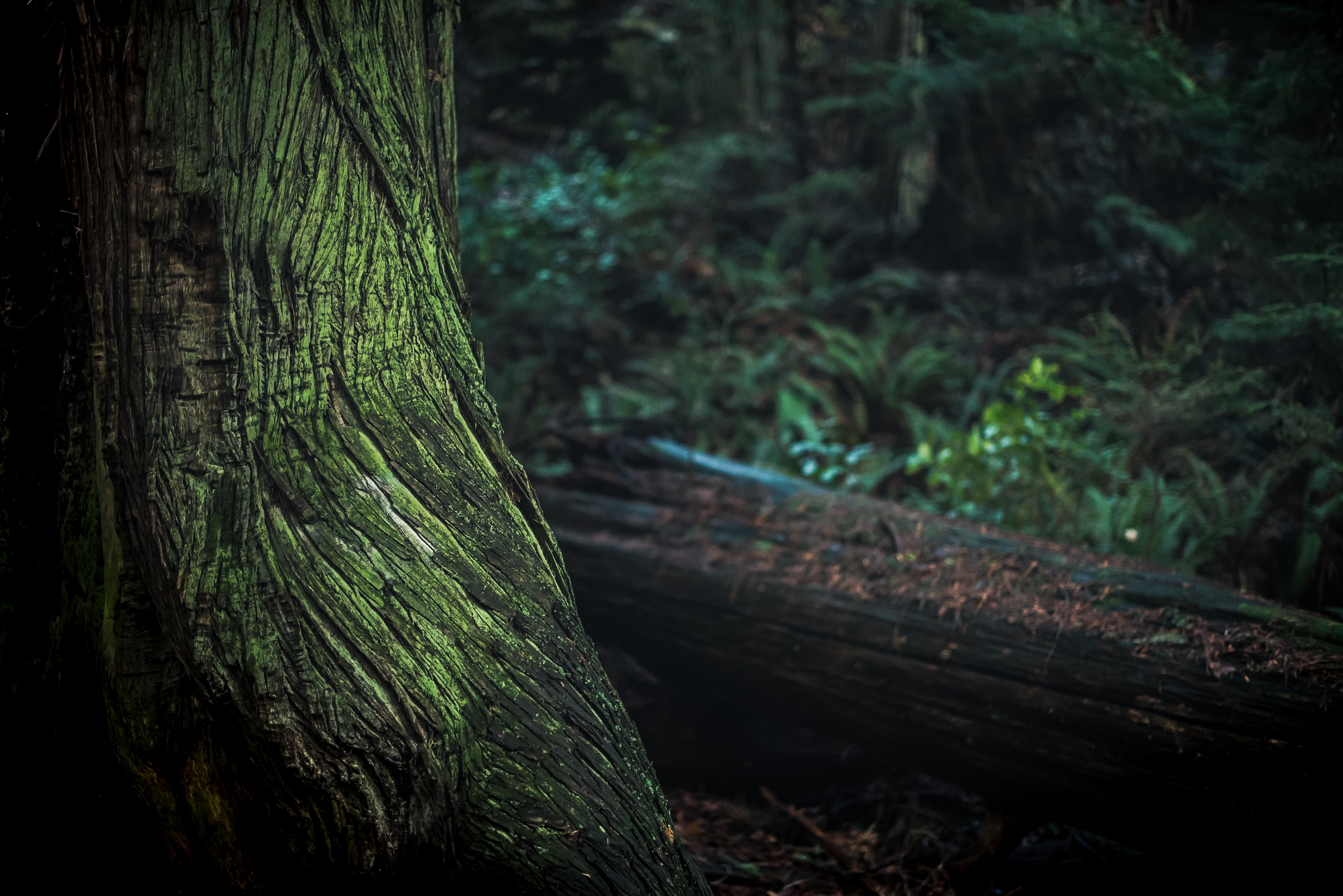Green and black tree trunk photo