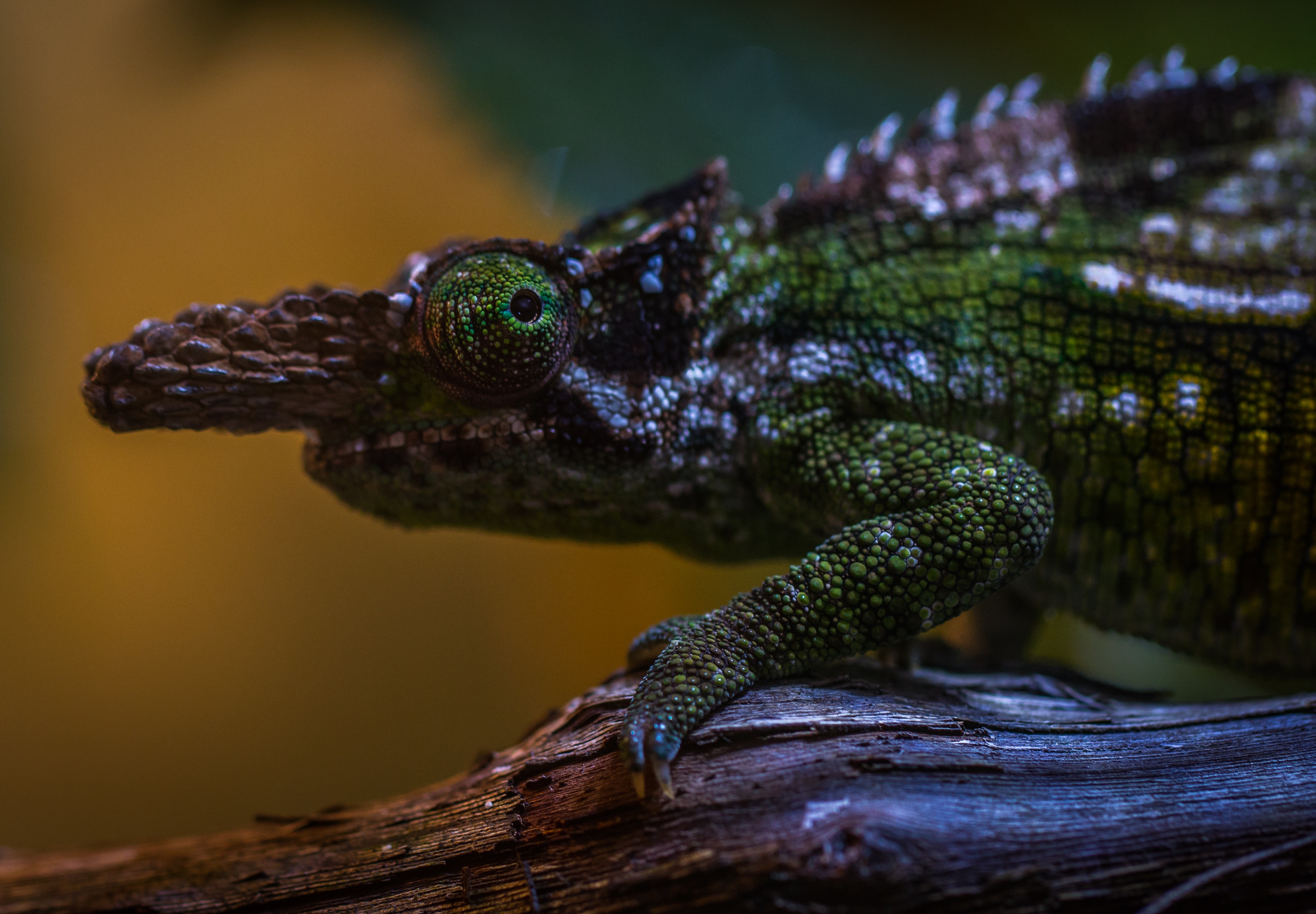 Green and Brown Chameleon, Animal, Blurred background, Branch, Chameleon, HQ Photo
