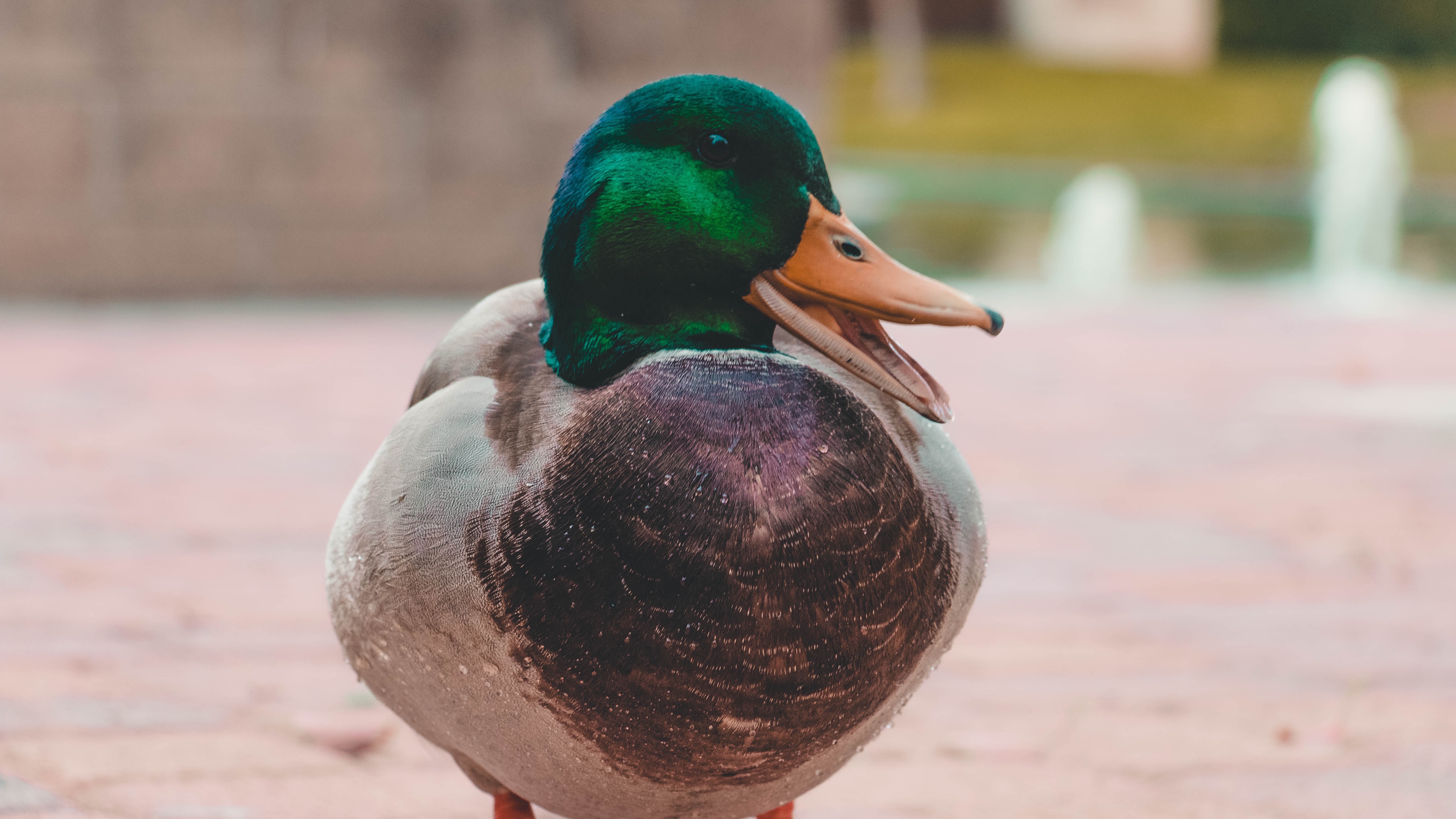 Green and gray mallard duck photo