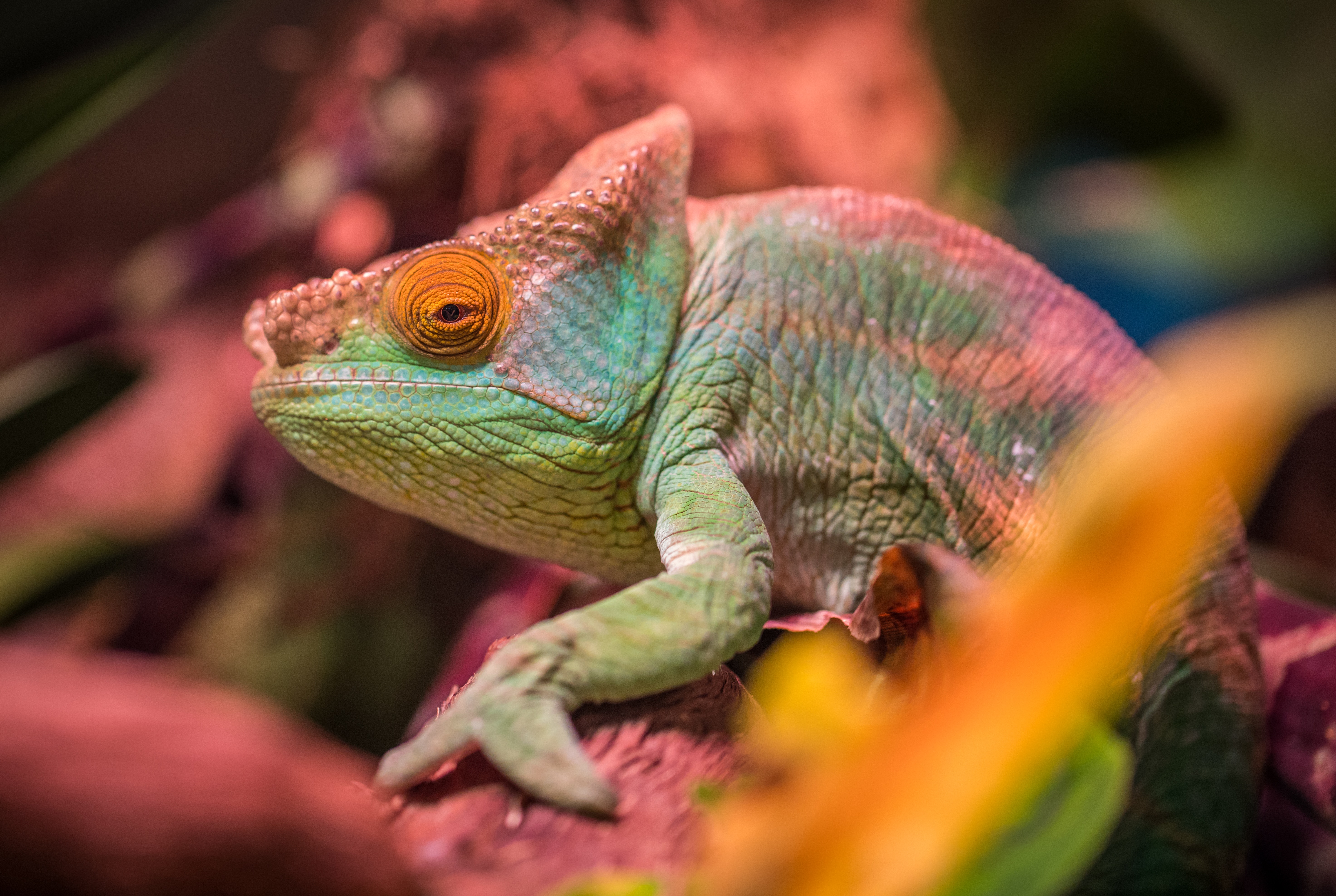 Green and Red Lizard, Animal, Rainforest, Wood, Wildlife, HQ Photo