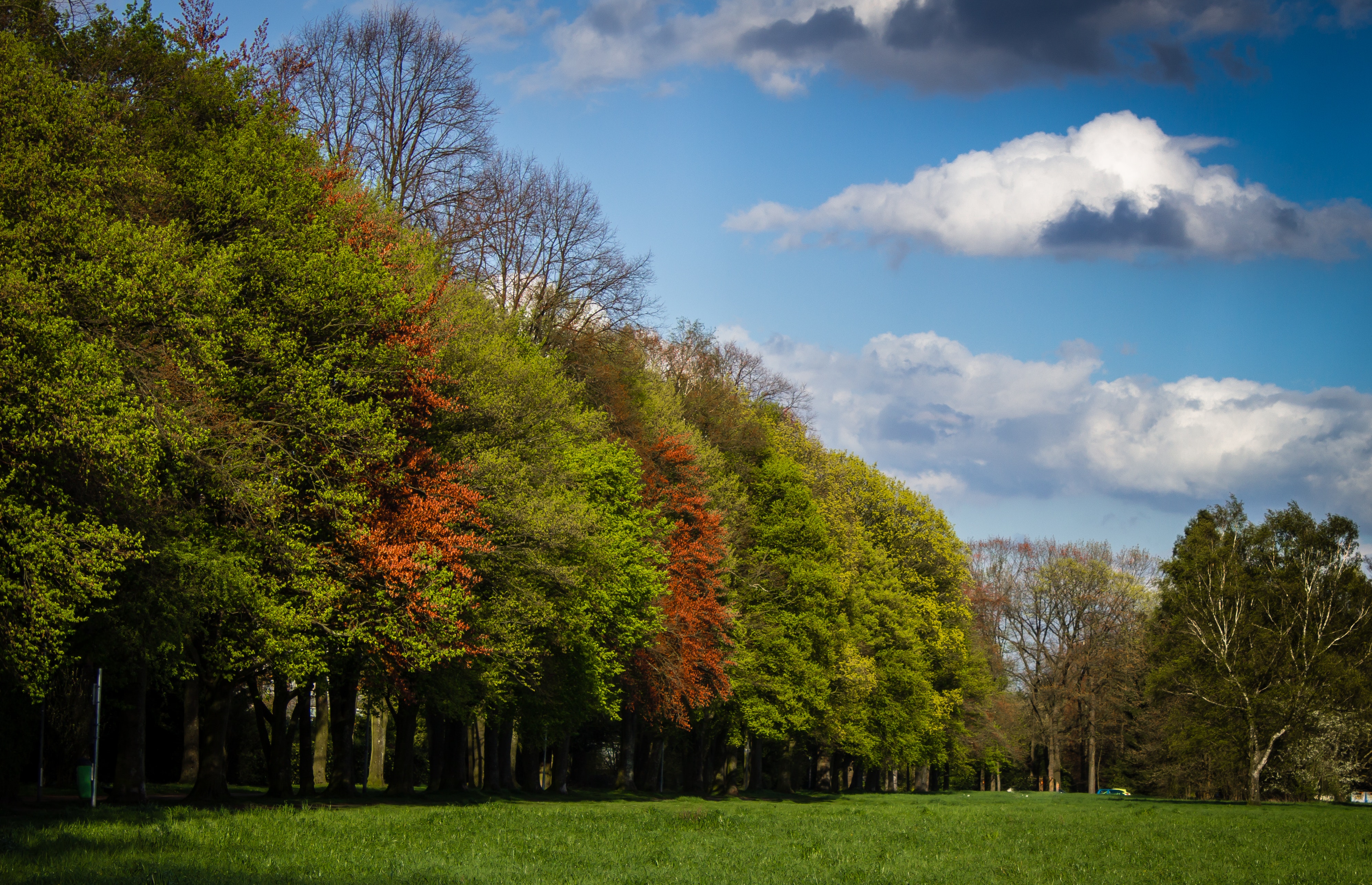 Green and red tress under blue sky and white clouds during daytime photo
