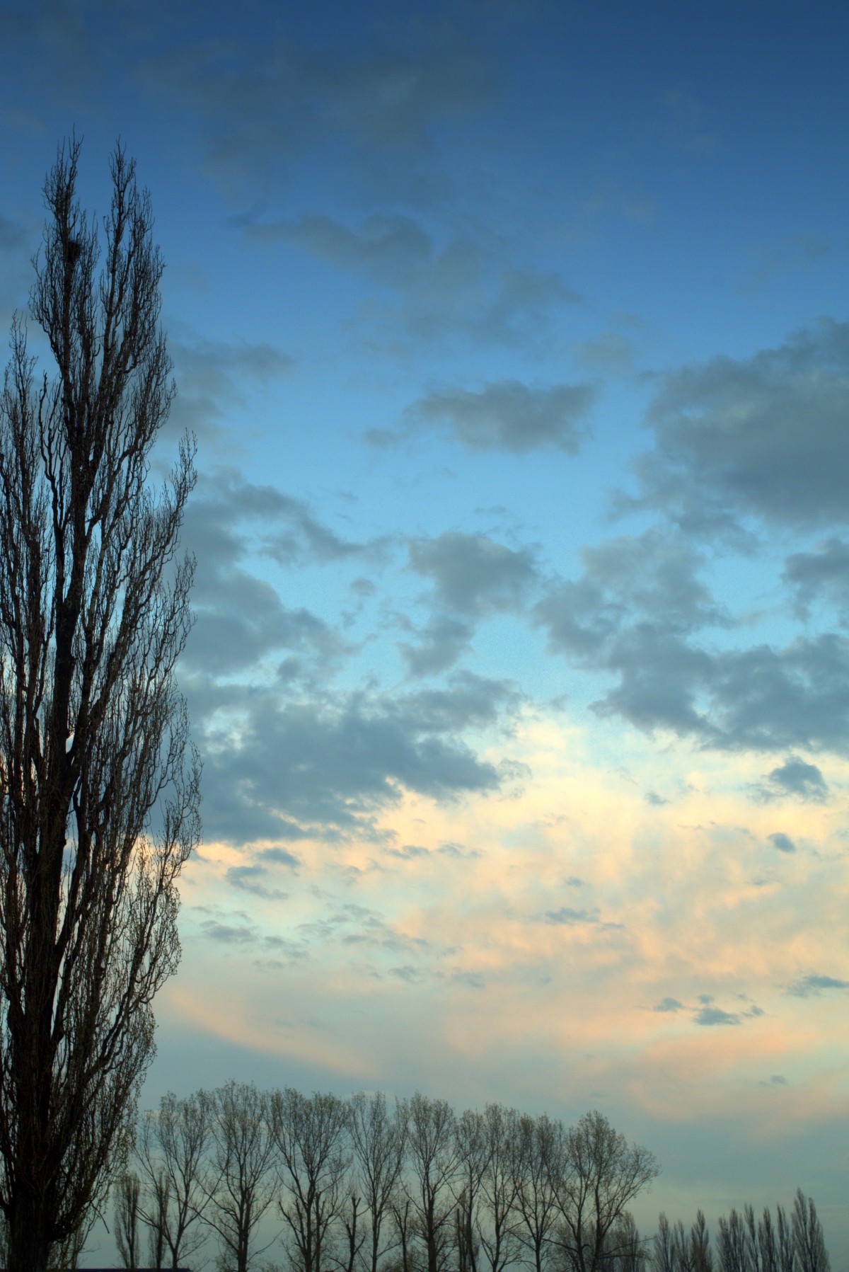 Free Images : tree, nature, horizon, cloud, sun, sunrise, sunset ...