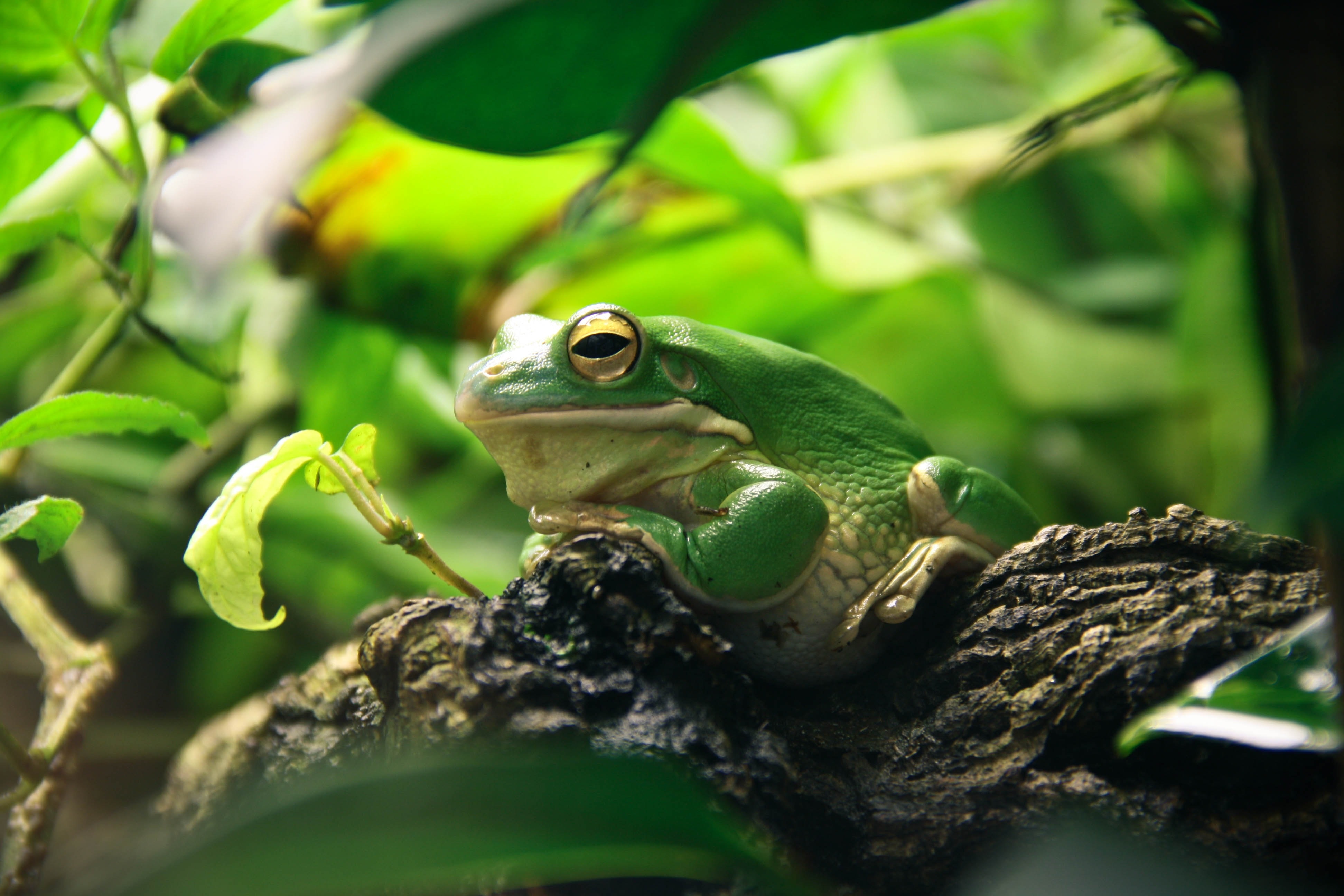 Green and white frog resting on brown tree branch photo