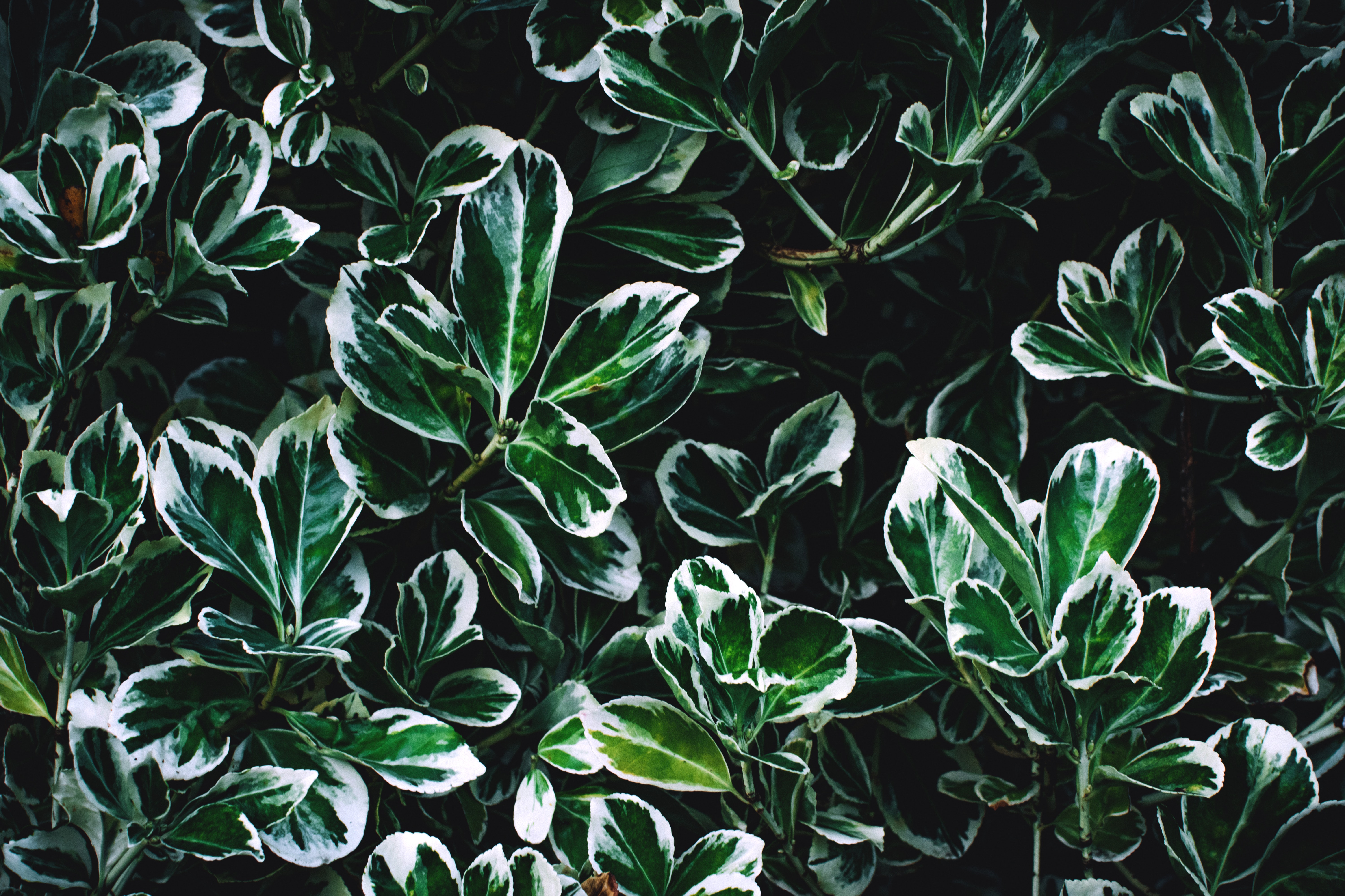 Green and white leaves photo
