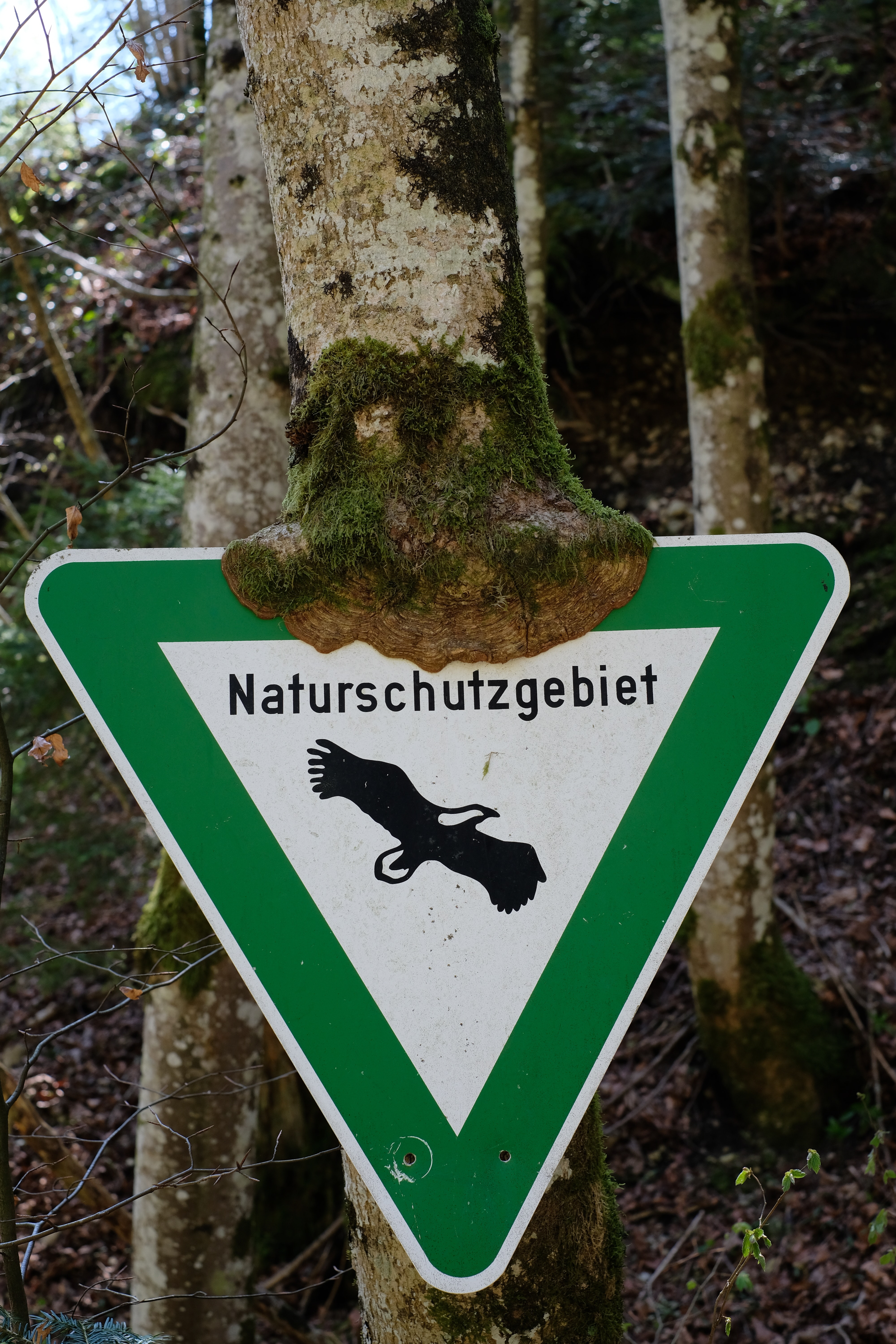Green and White Naturschutzgebiet Sign, Close -up, Scenic, Warning, Trees, HQ Photo