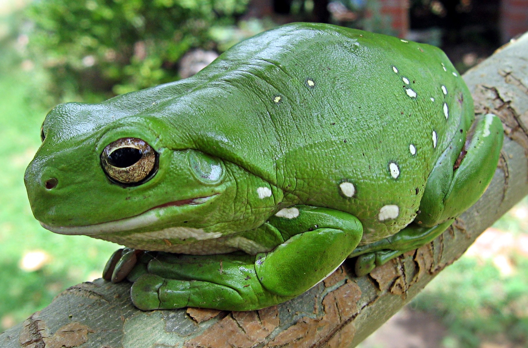 Green and white potted frog on green branch photo