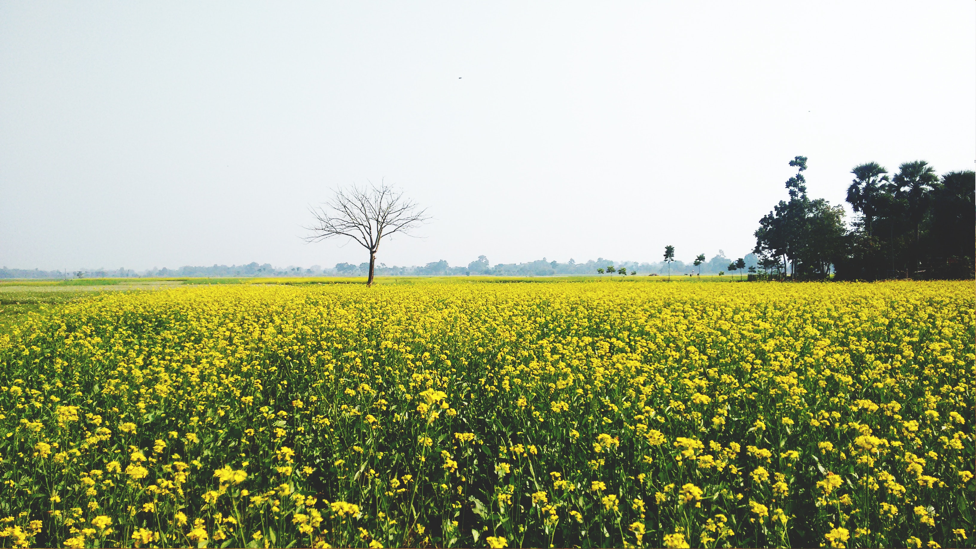 Green and yellow flower field photo