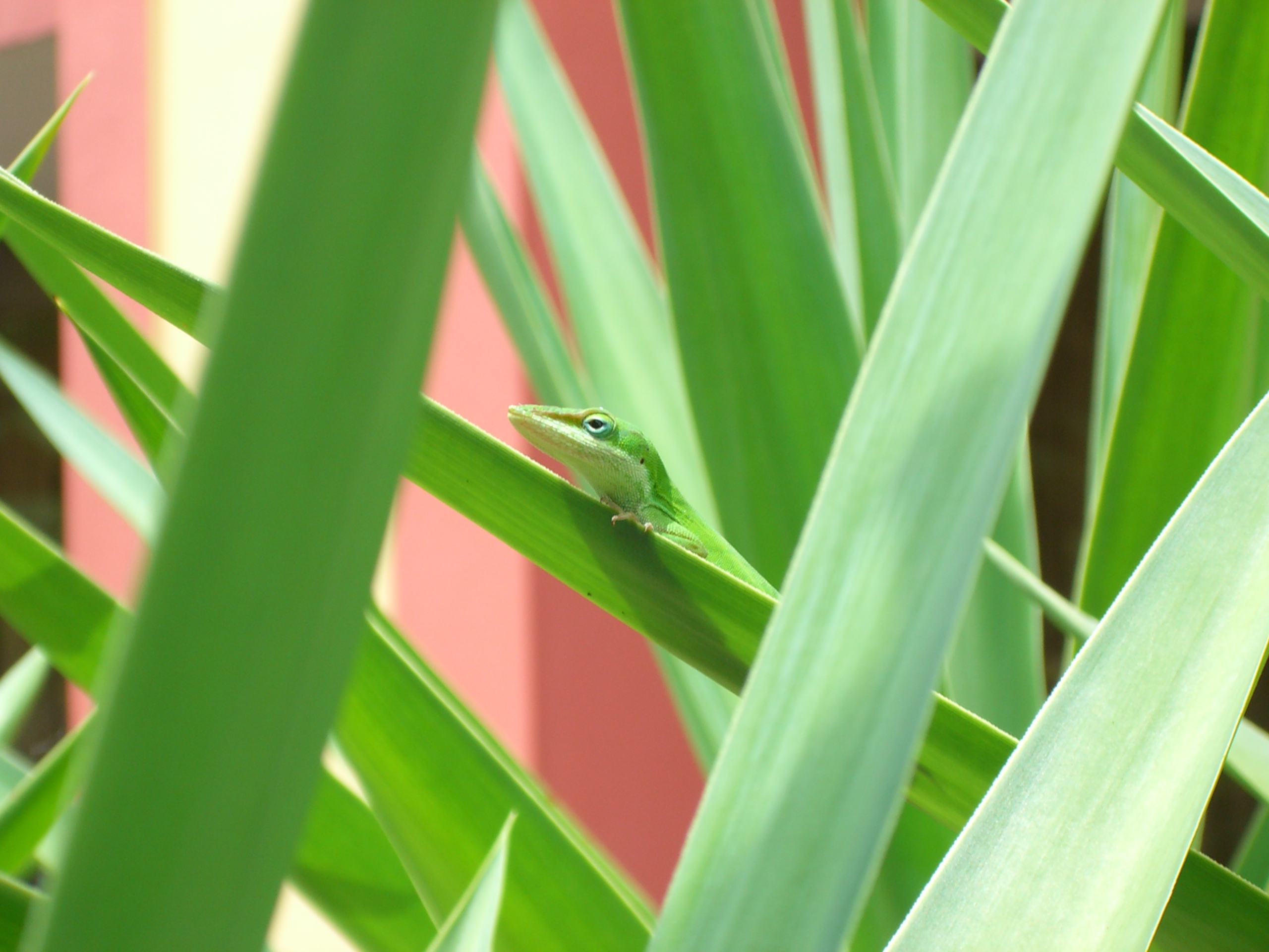 Green anole photo