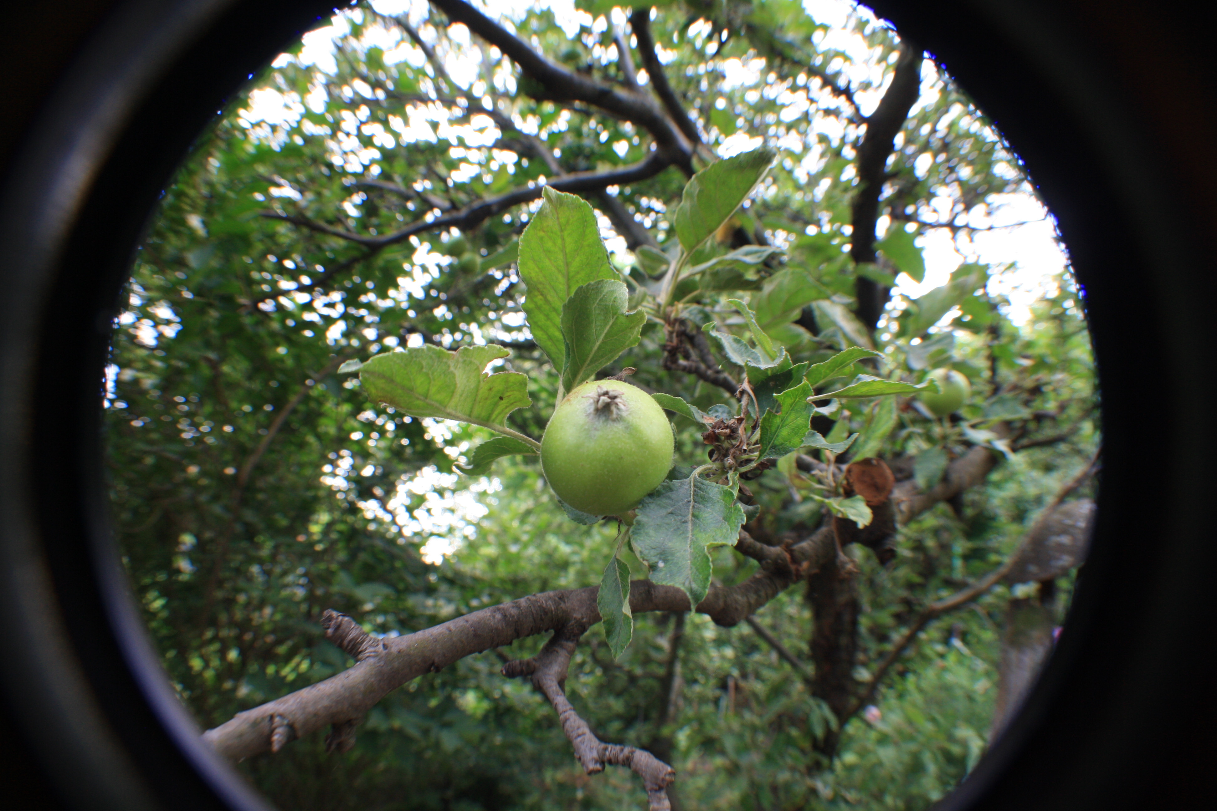 Green apple, Apple, Fresh, Green, Tree, HQ Photo