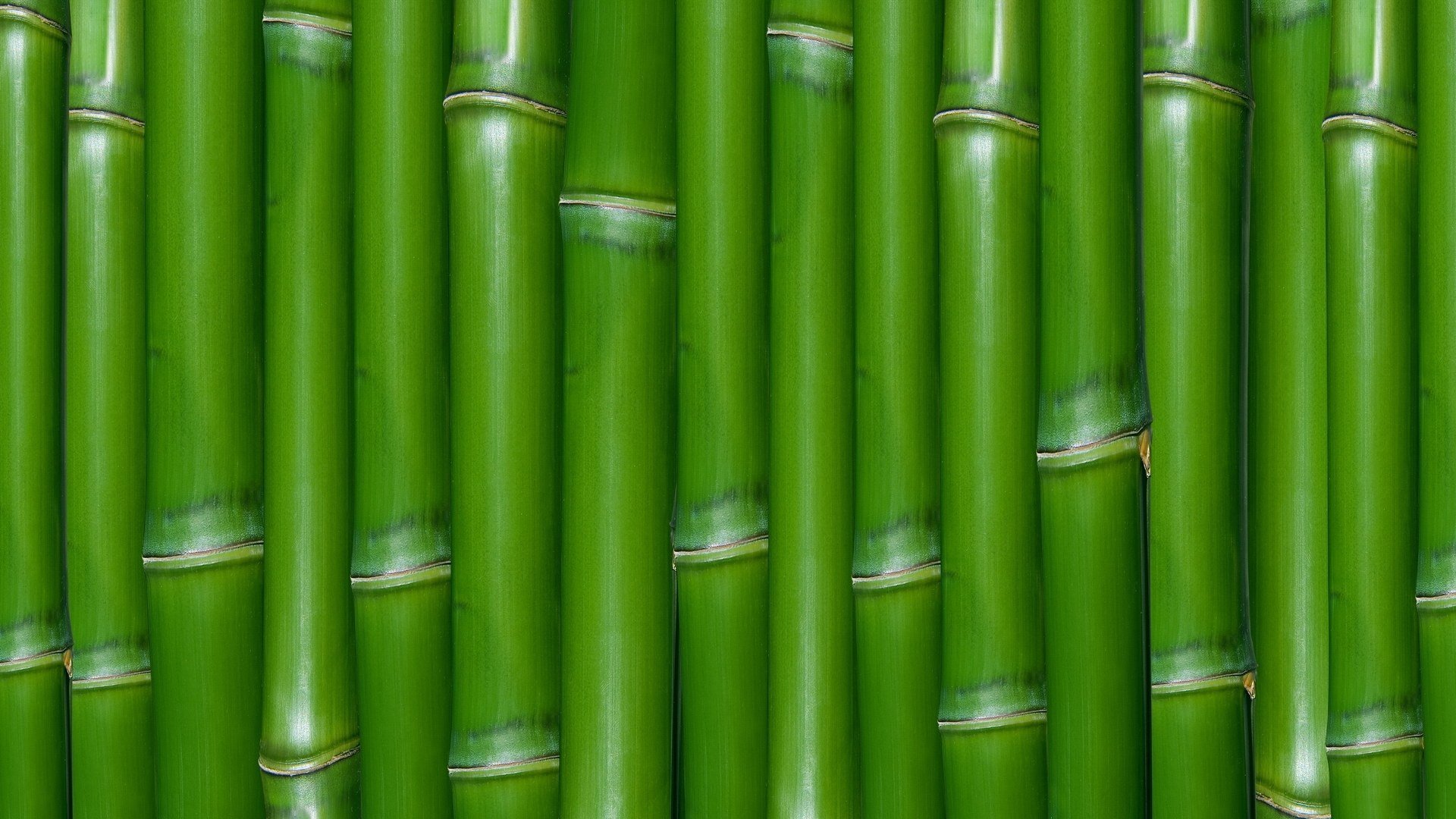 Green Bamboo 794729 - WallDevil
