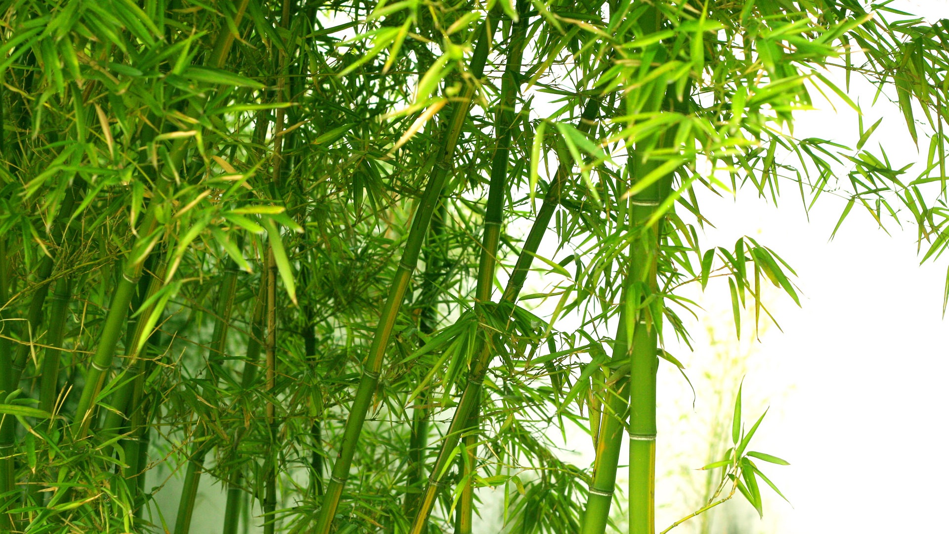 Fresh Green Bamboo Wallpaper HD Wallpaper | WallpaperLepi