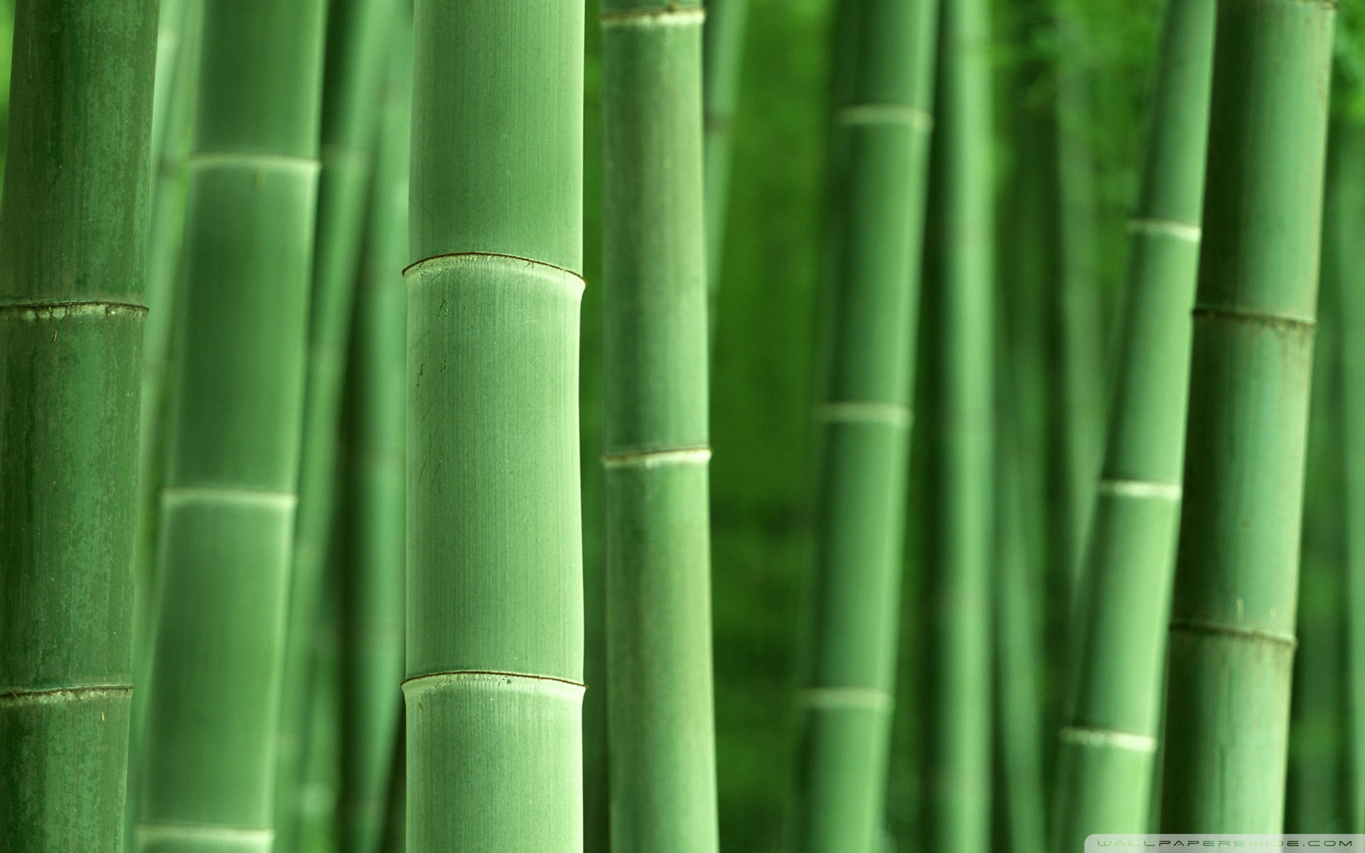 Green bamboo photo