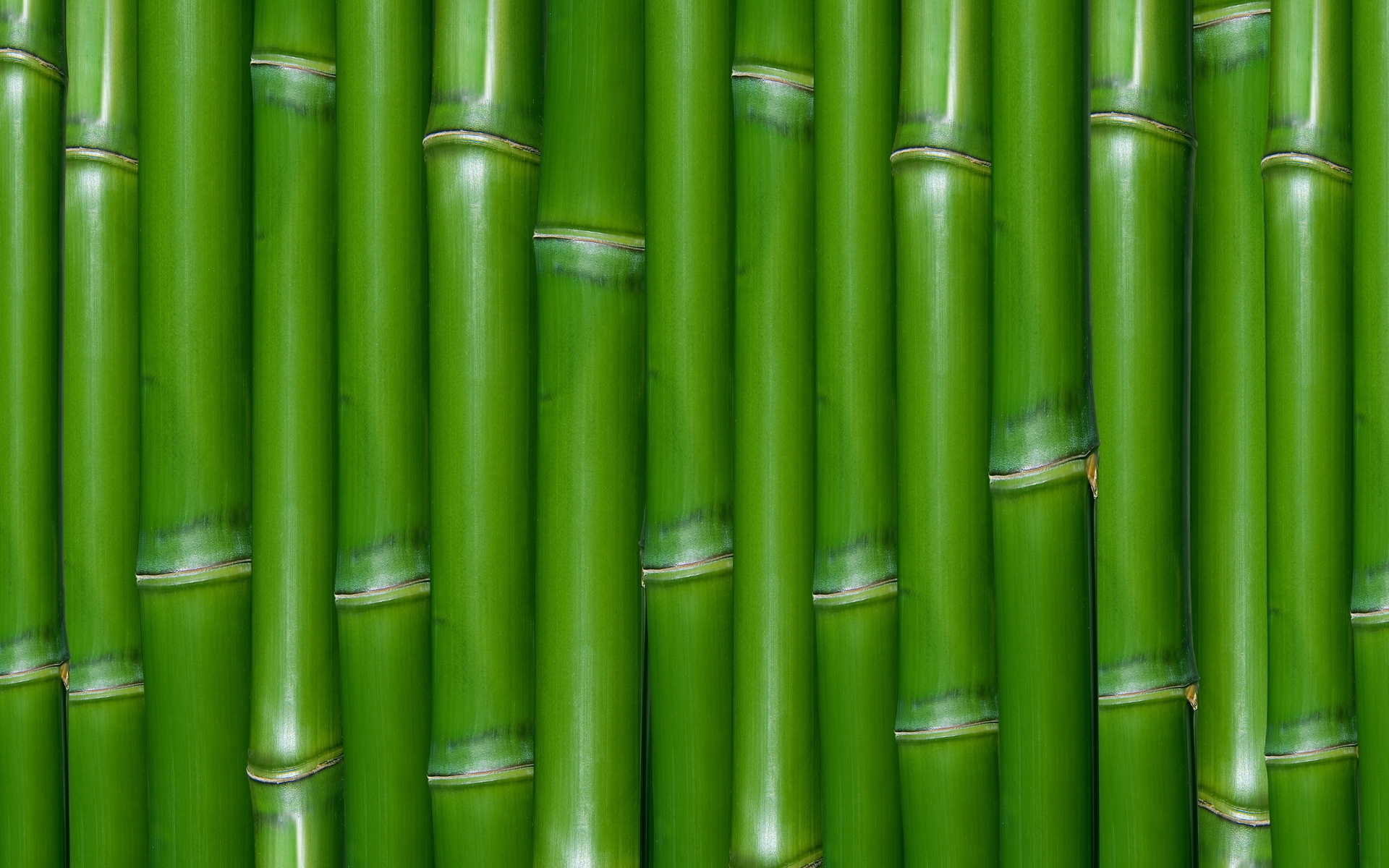 Green bamboo texture - HD wallpaper download. Wallpapers, pictures ...