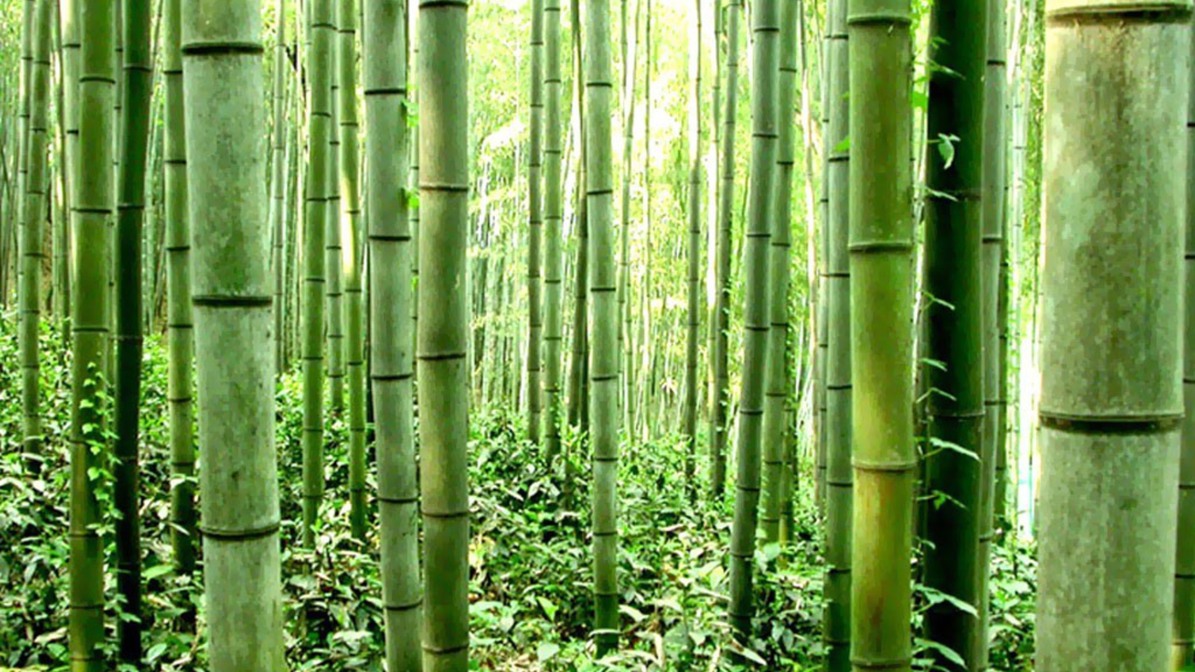 Bamboo grove wallpaper | AllWallpaper.in #16652 | PC | en