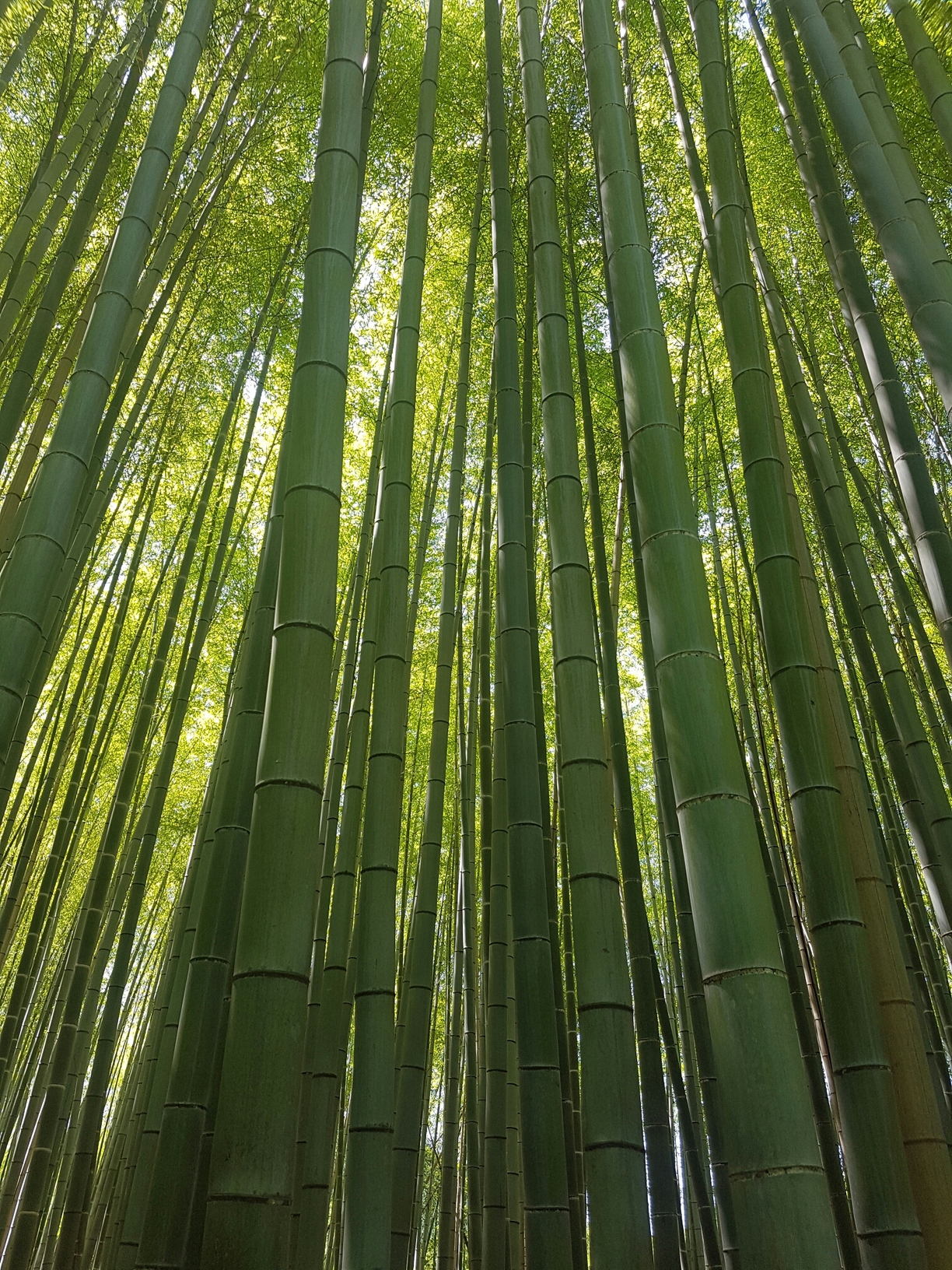 Arashiyama Bamboo Grove, Chiisagata District, Japan - Swamped by...