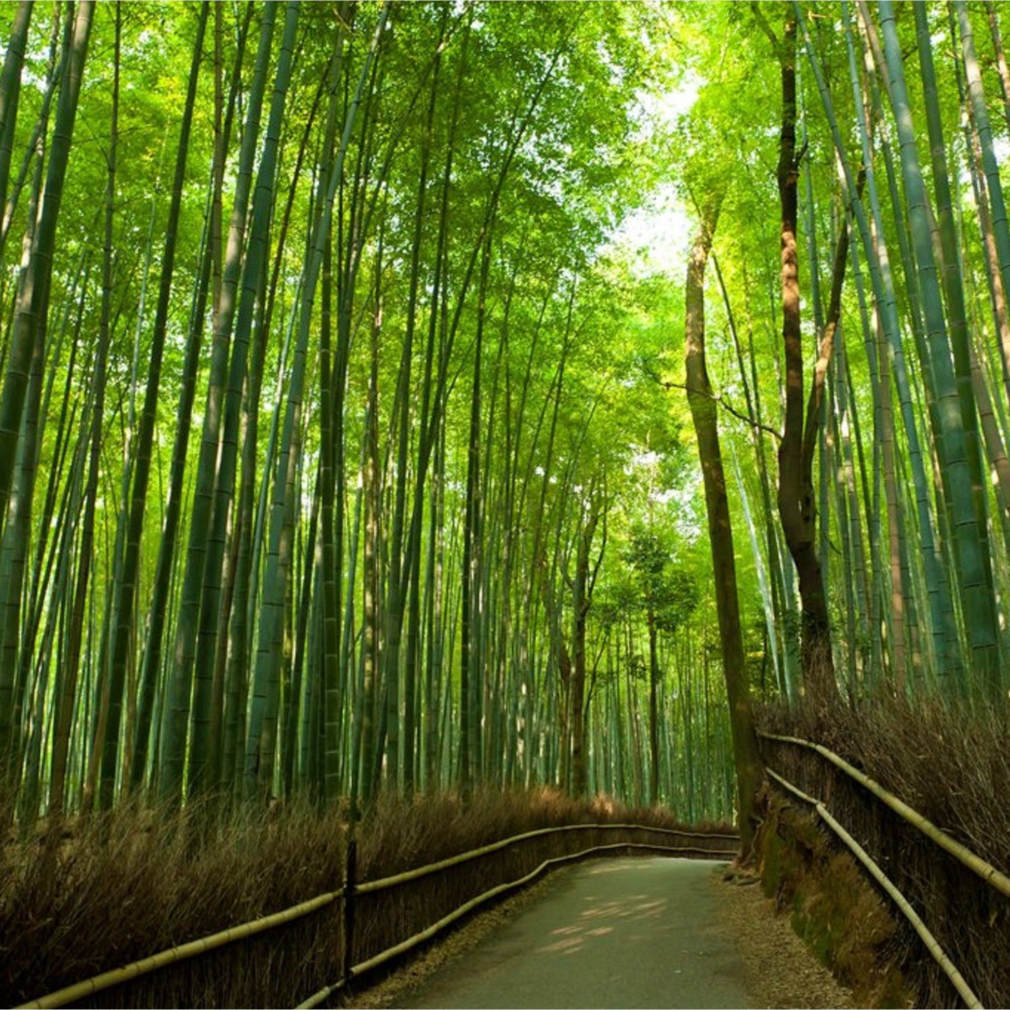 bright green bamboo grove - Tap to see more beautiful traveller road ...