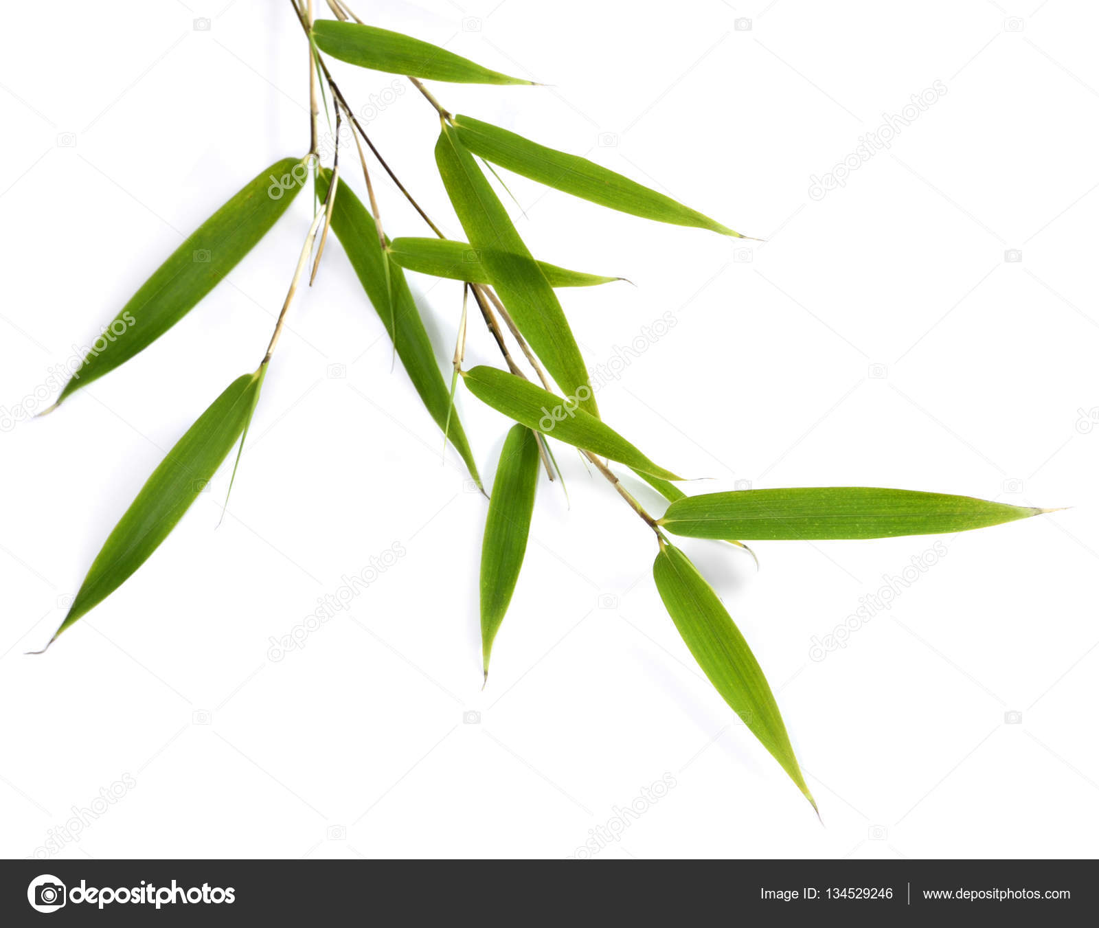 Green bamboo leaves — Stock Photo © Eivaisla #134529246