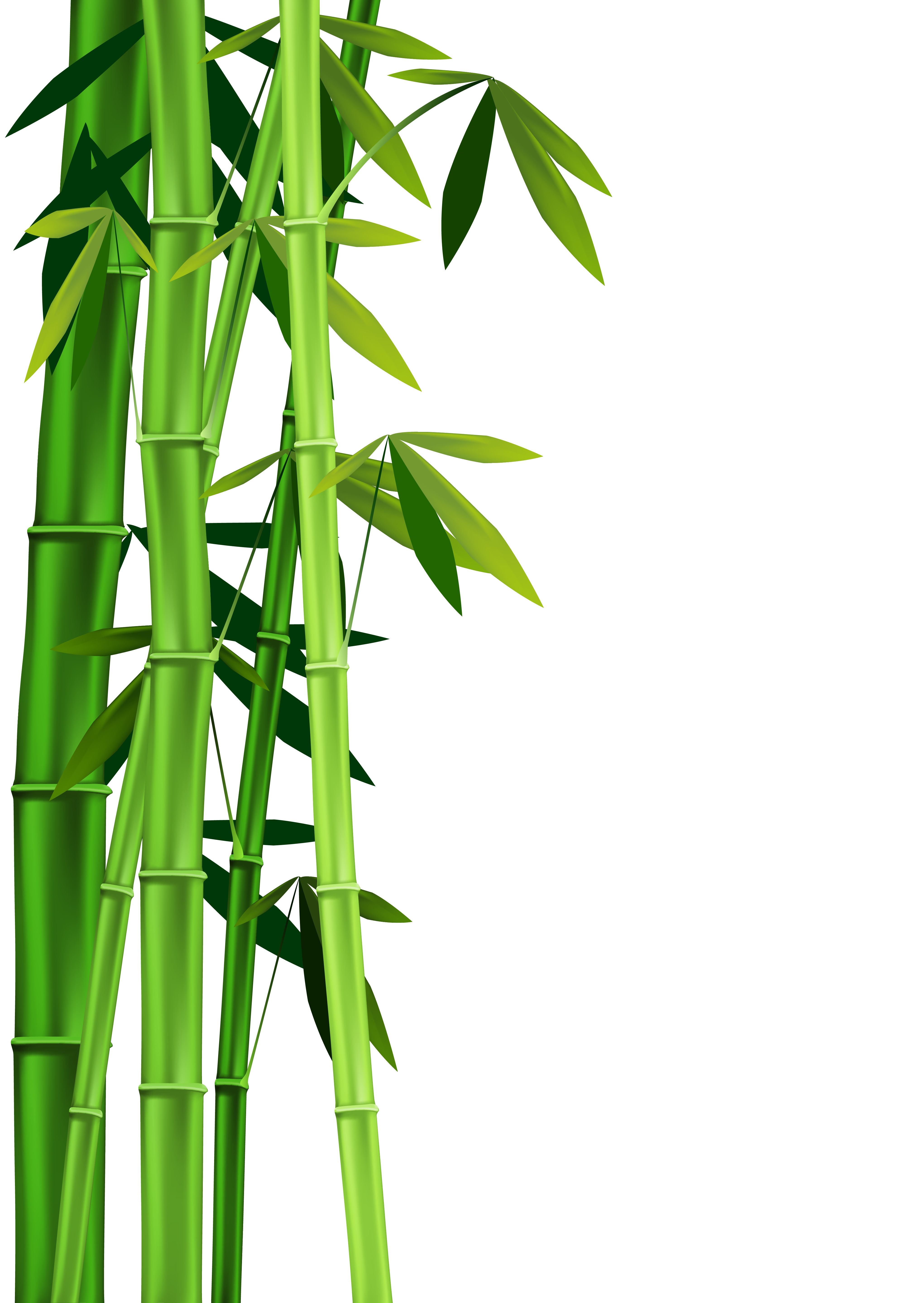 images of bamboo - Google Search | panda ideas | Pinterest