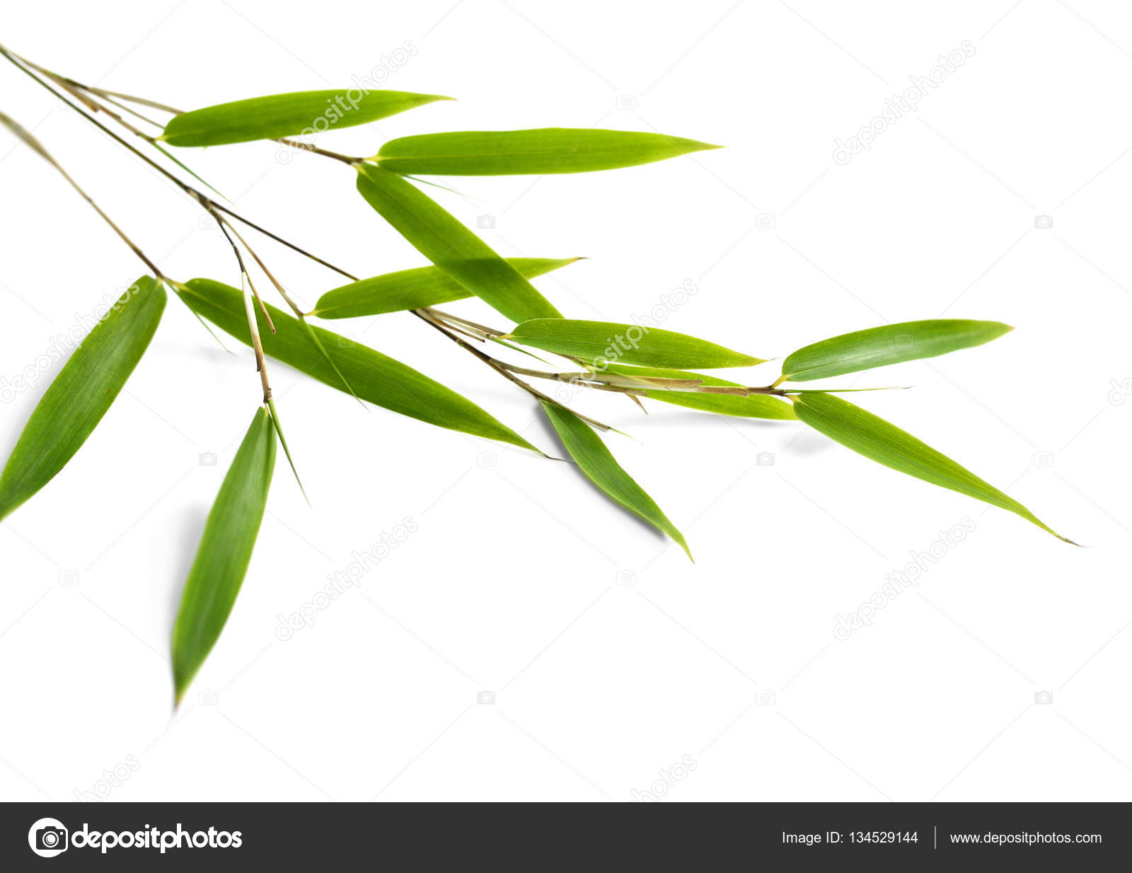 Green bamboo leaves, isolated — Stock Photo © Eivaisla #134529144