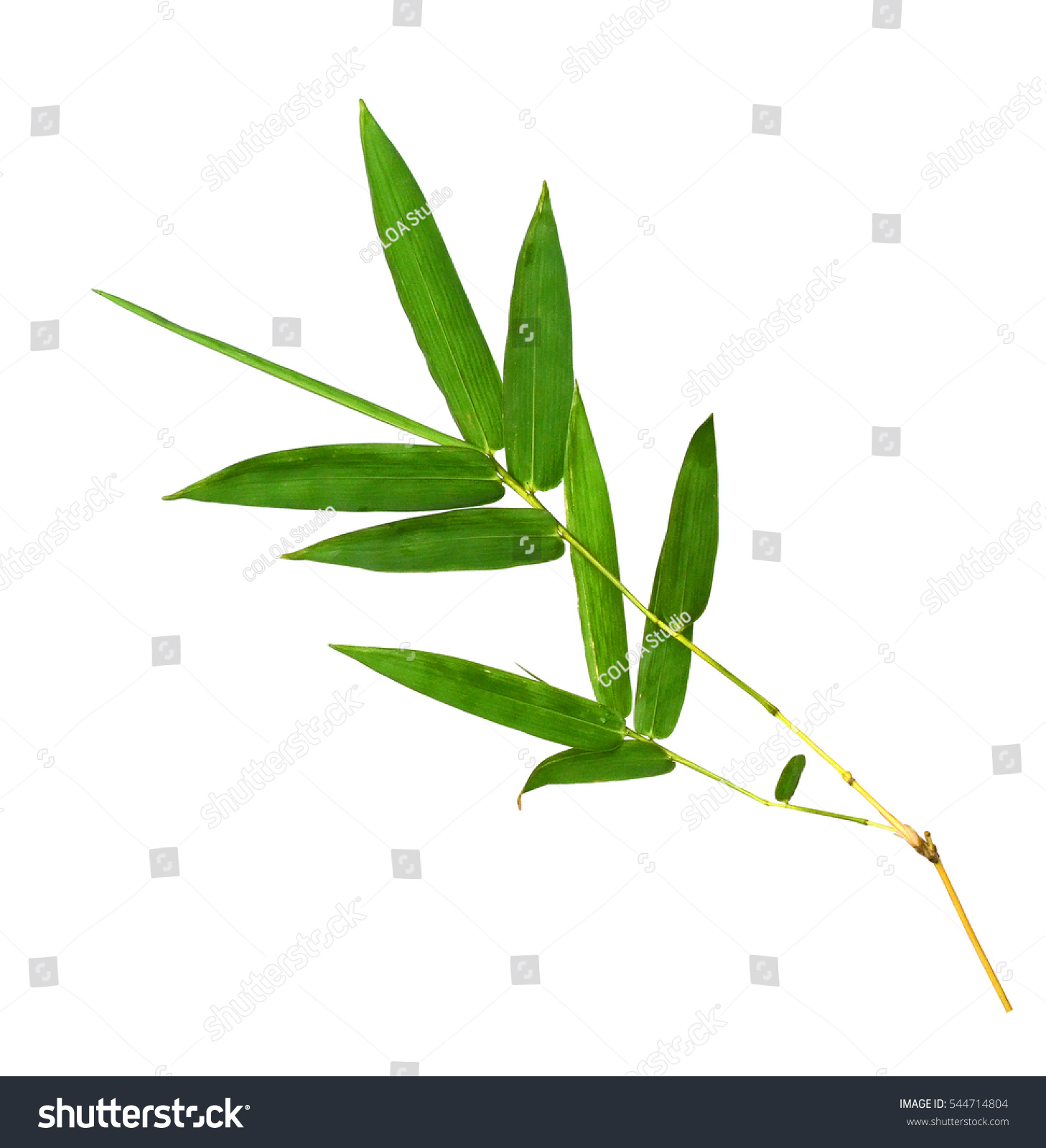 Green Bamboo Leaves Isolated On White Stock Photo 544714804 ...