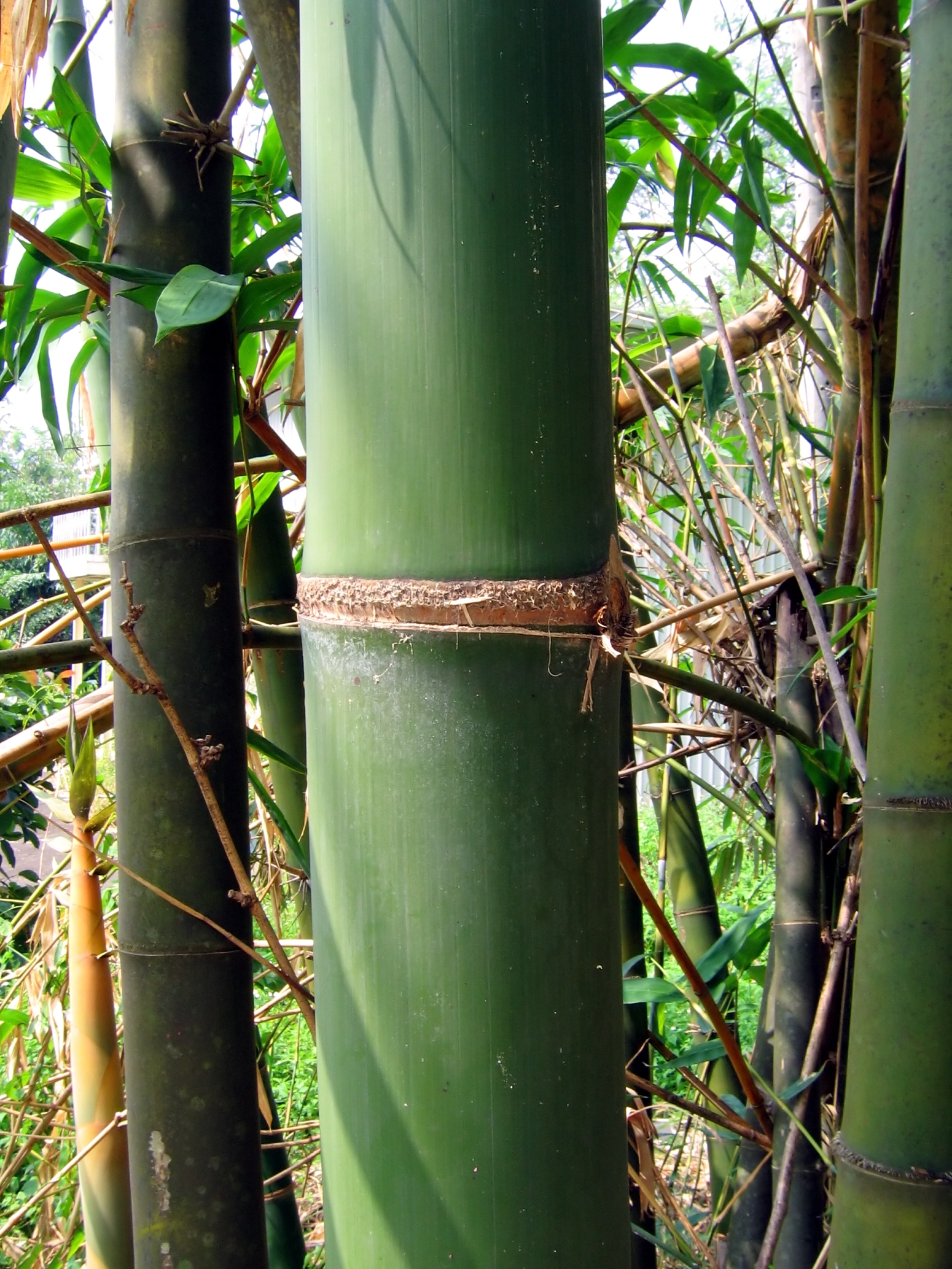 Green bamboo tree detail photo