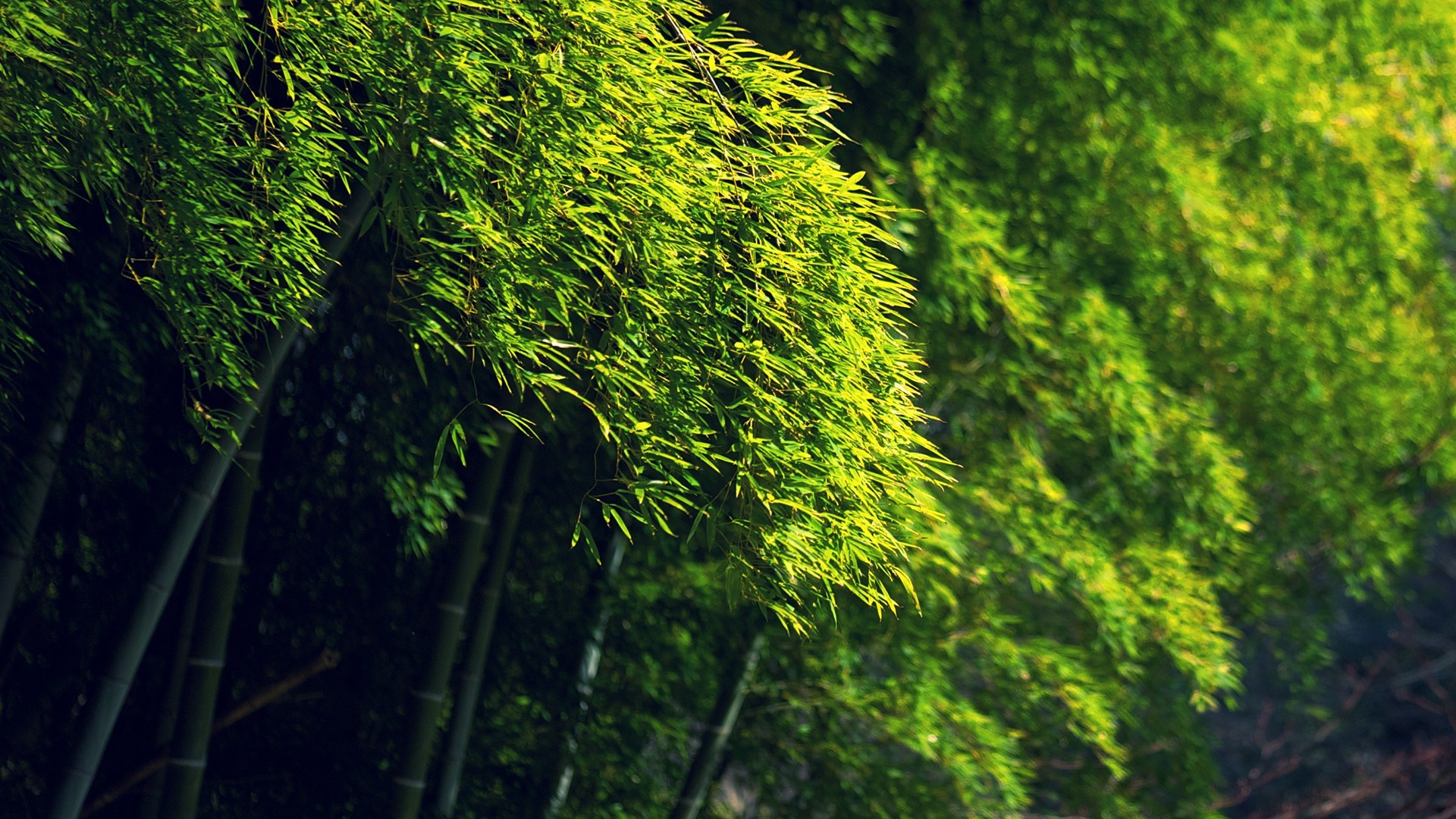 Trees: Green Bamboo Bokeh Trees Hd Nature Beautiful Wallpaper for HD ...