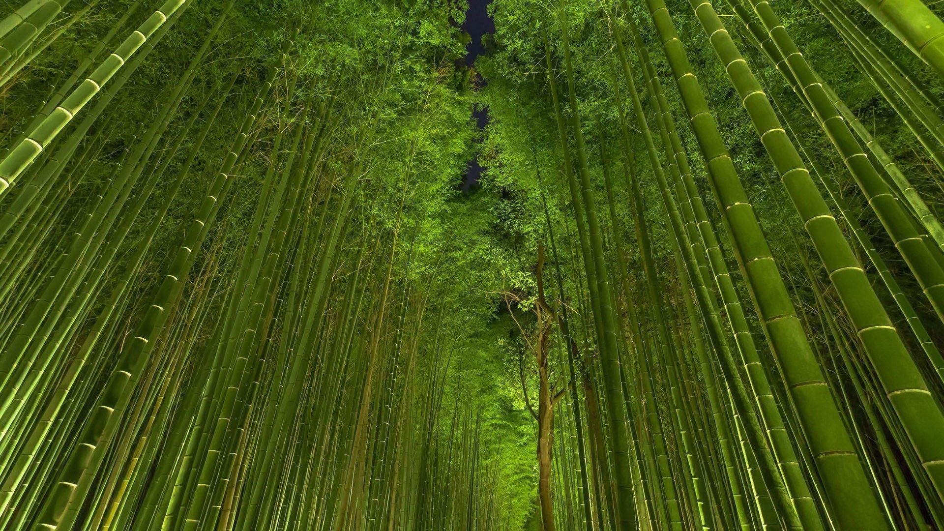 green bamboo trees wallpaper images hd wallpapers | Feng Shui ...