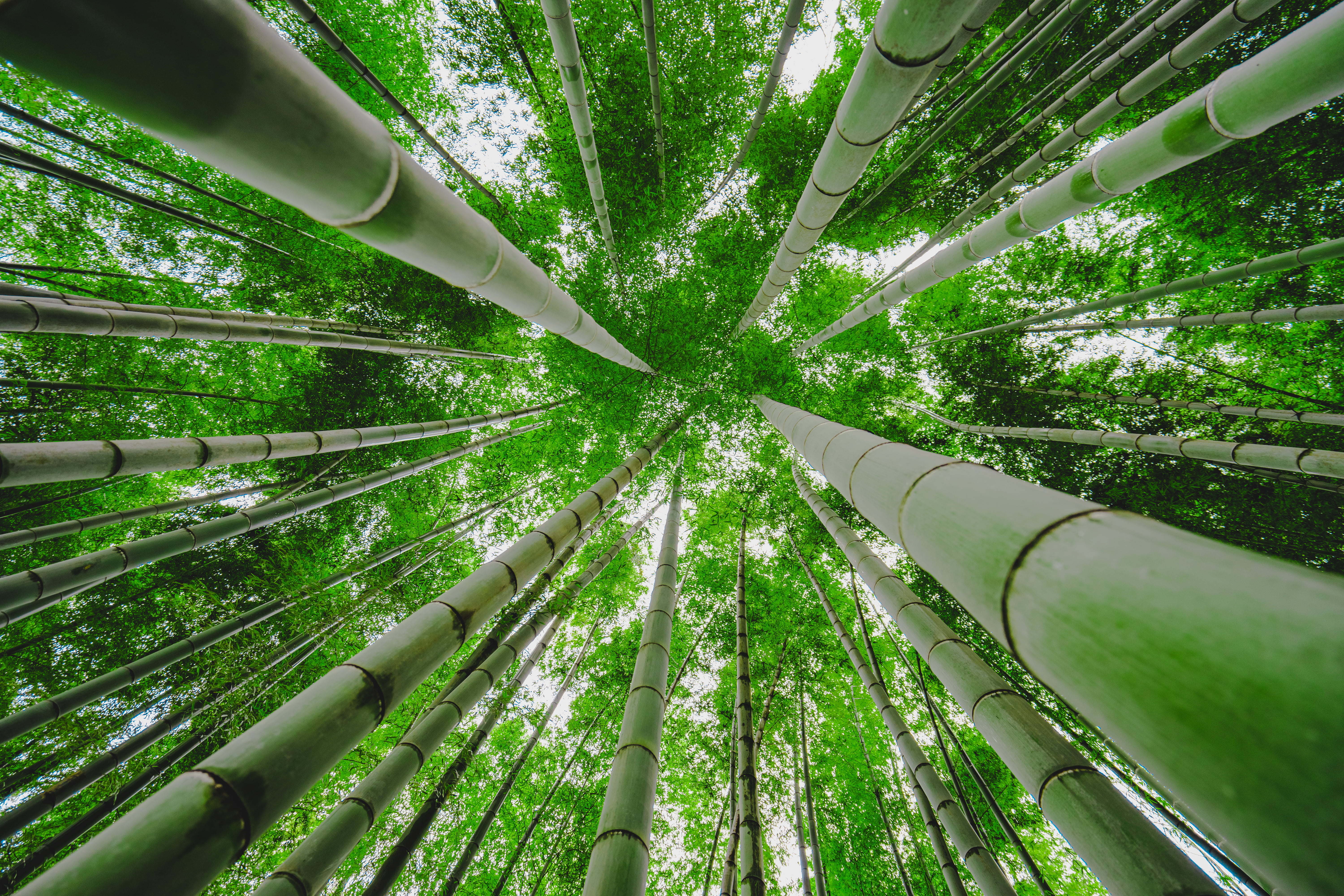 Green bamboo trees in worms view photography HD wallpaper ...