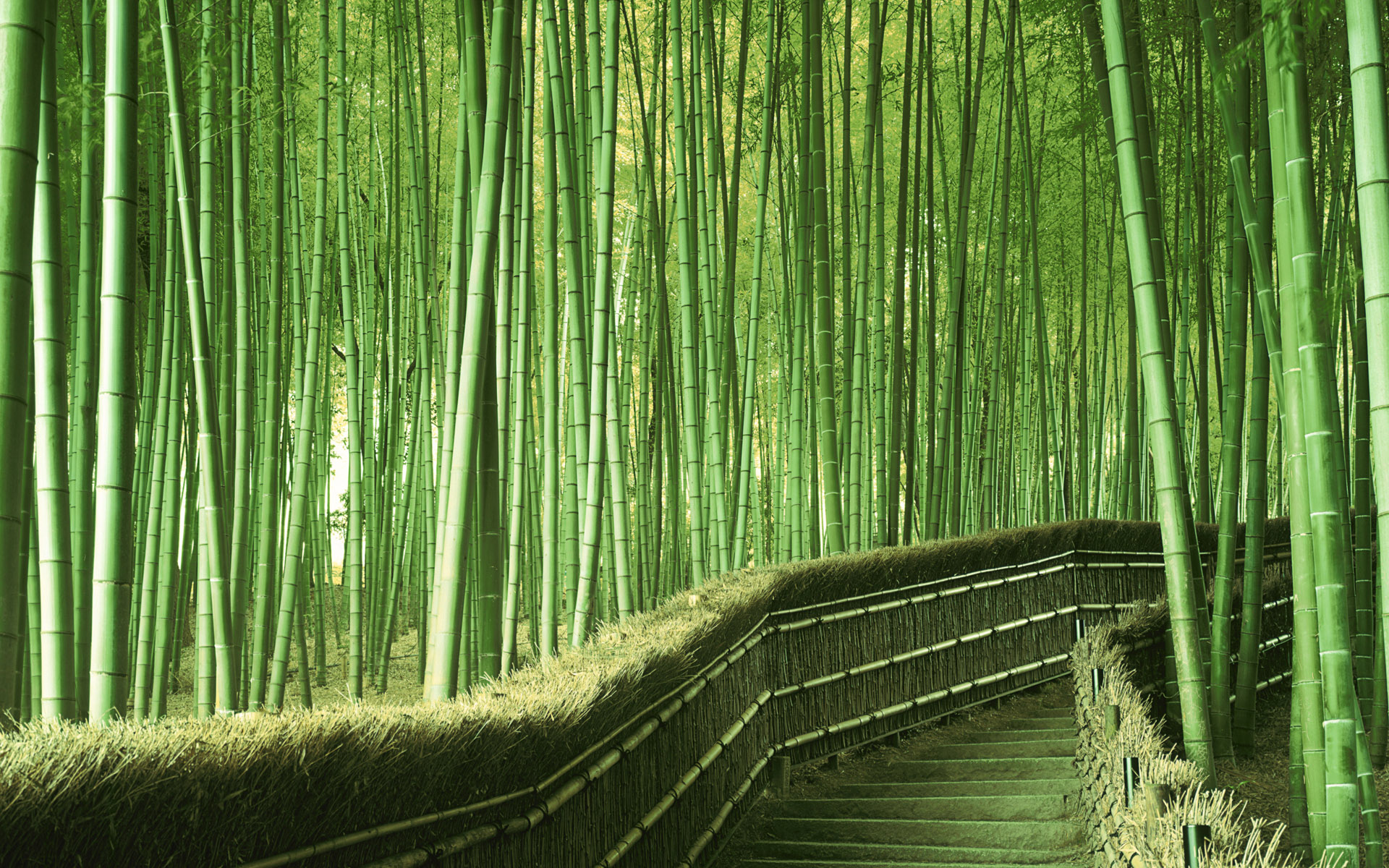 Landscape: Bamboo Landscape Design With Green Bamboo Design Ideas ...