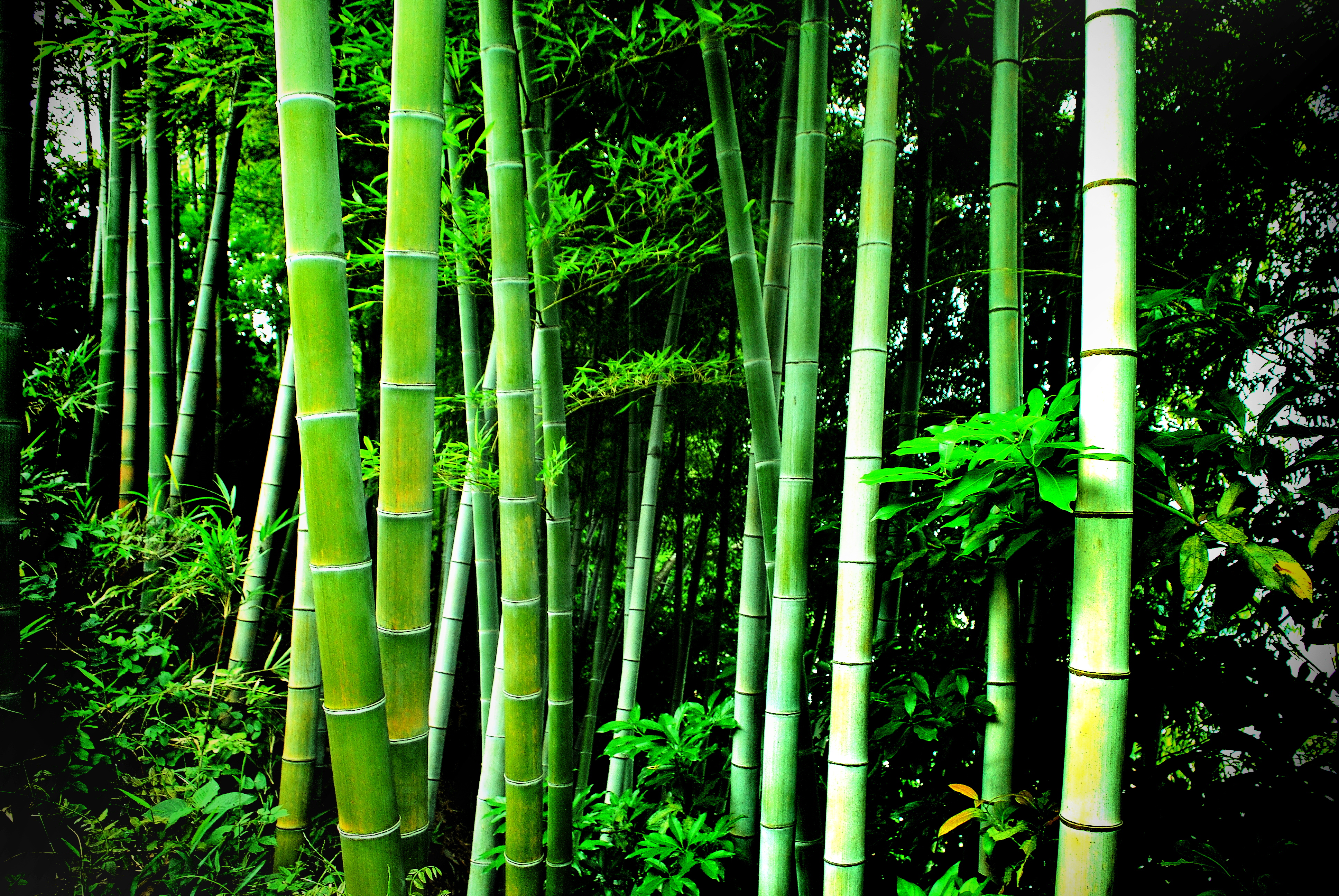 Green bamboo photo