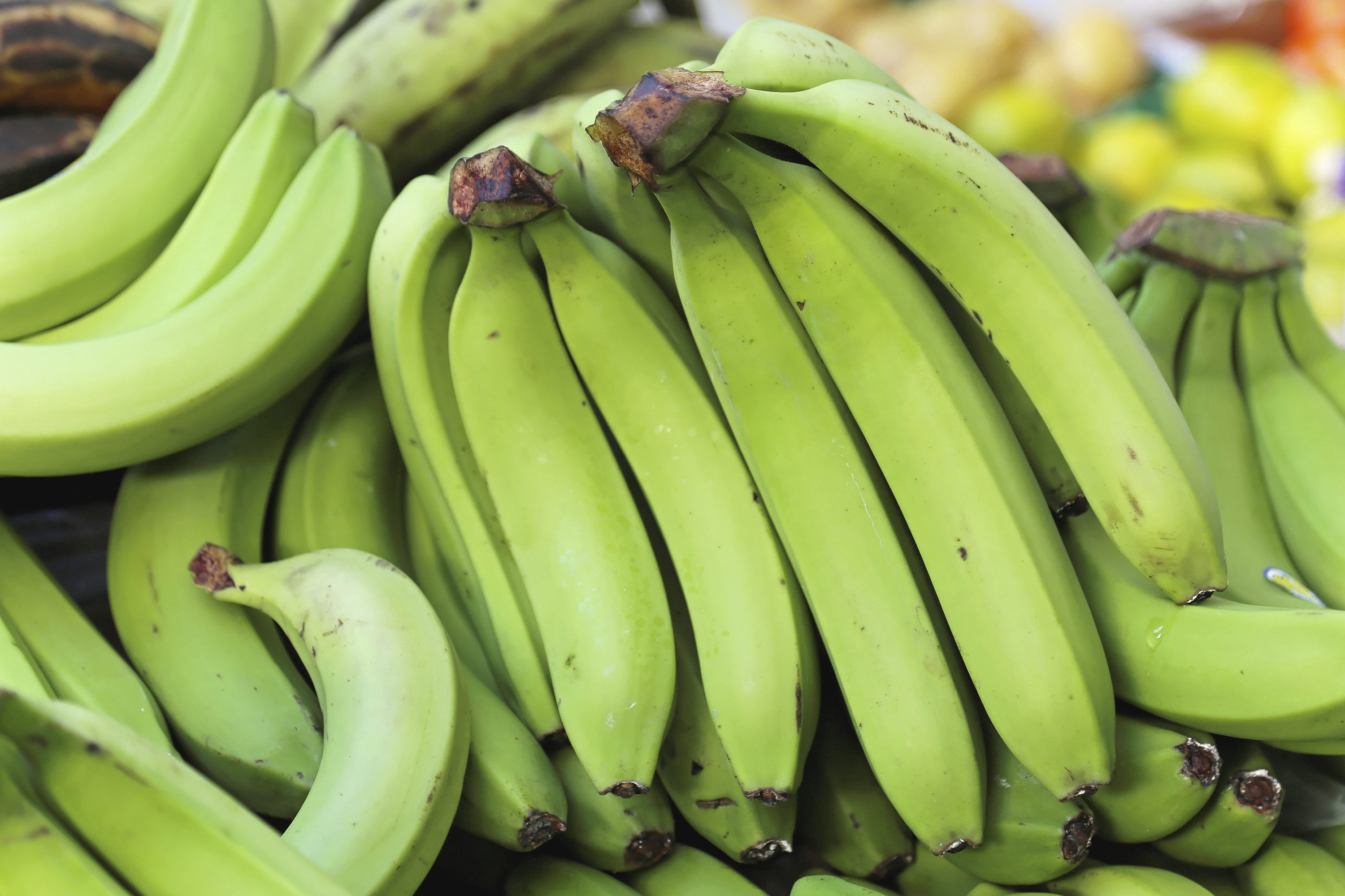 Green banana photo