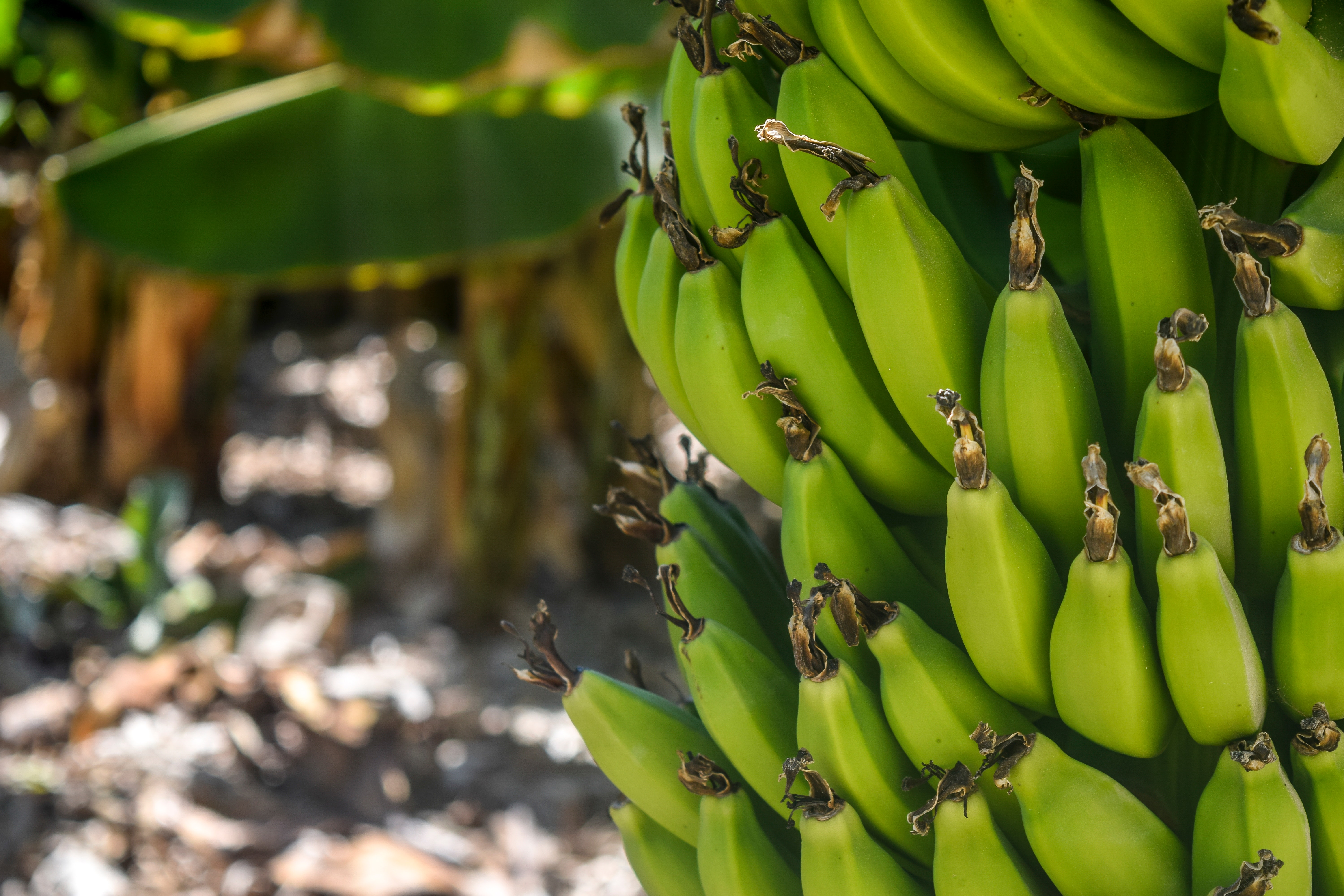 Banana Tree · Free Stock Photo
