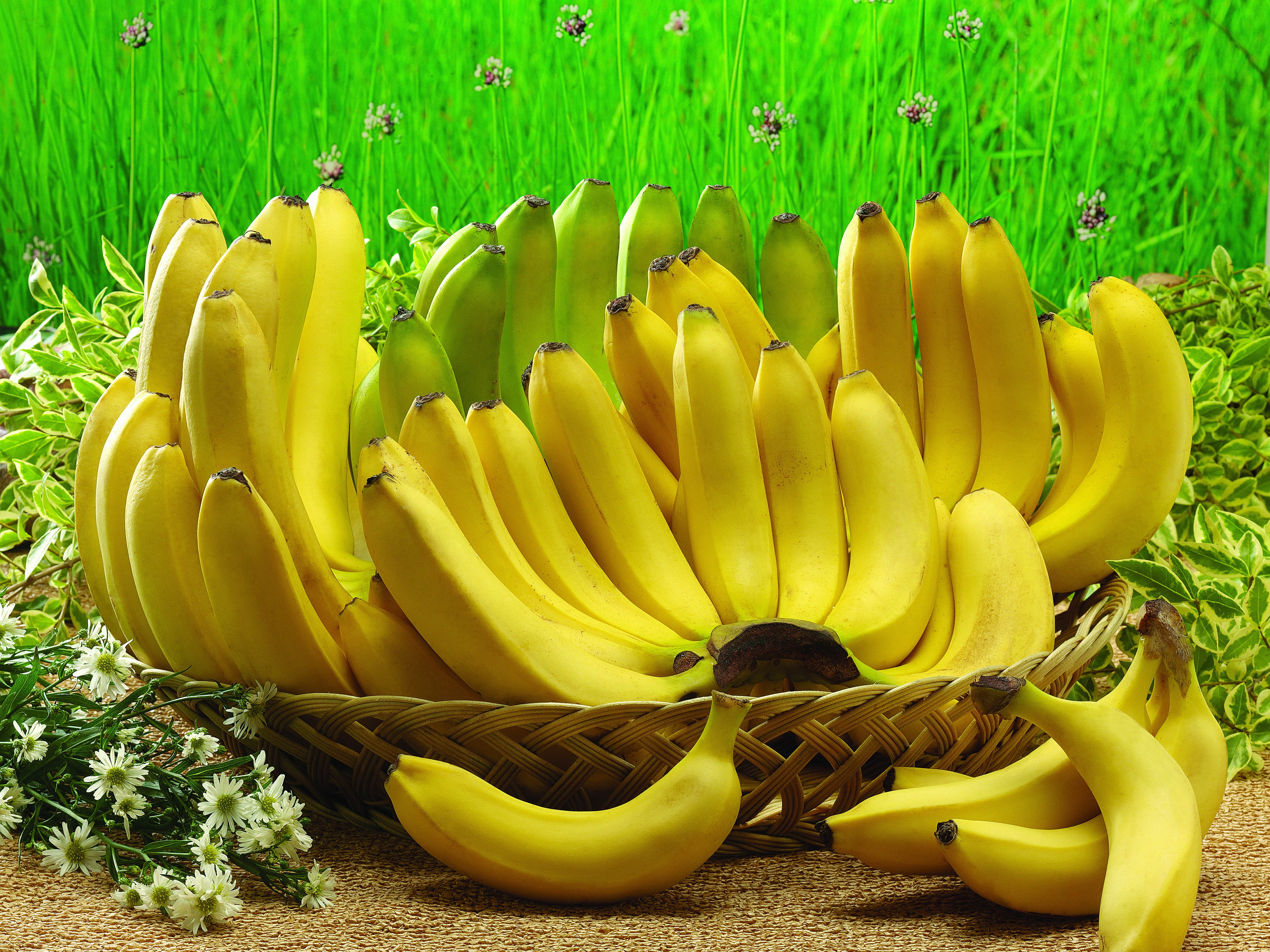 Basket of yellow and green banana HD wallpaper | Wallpaper Flare