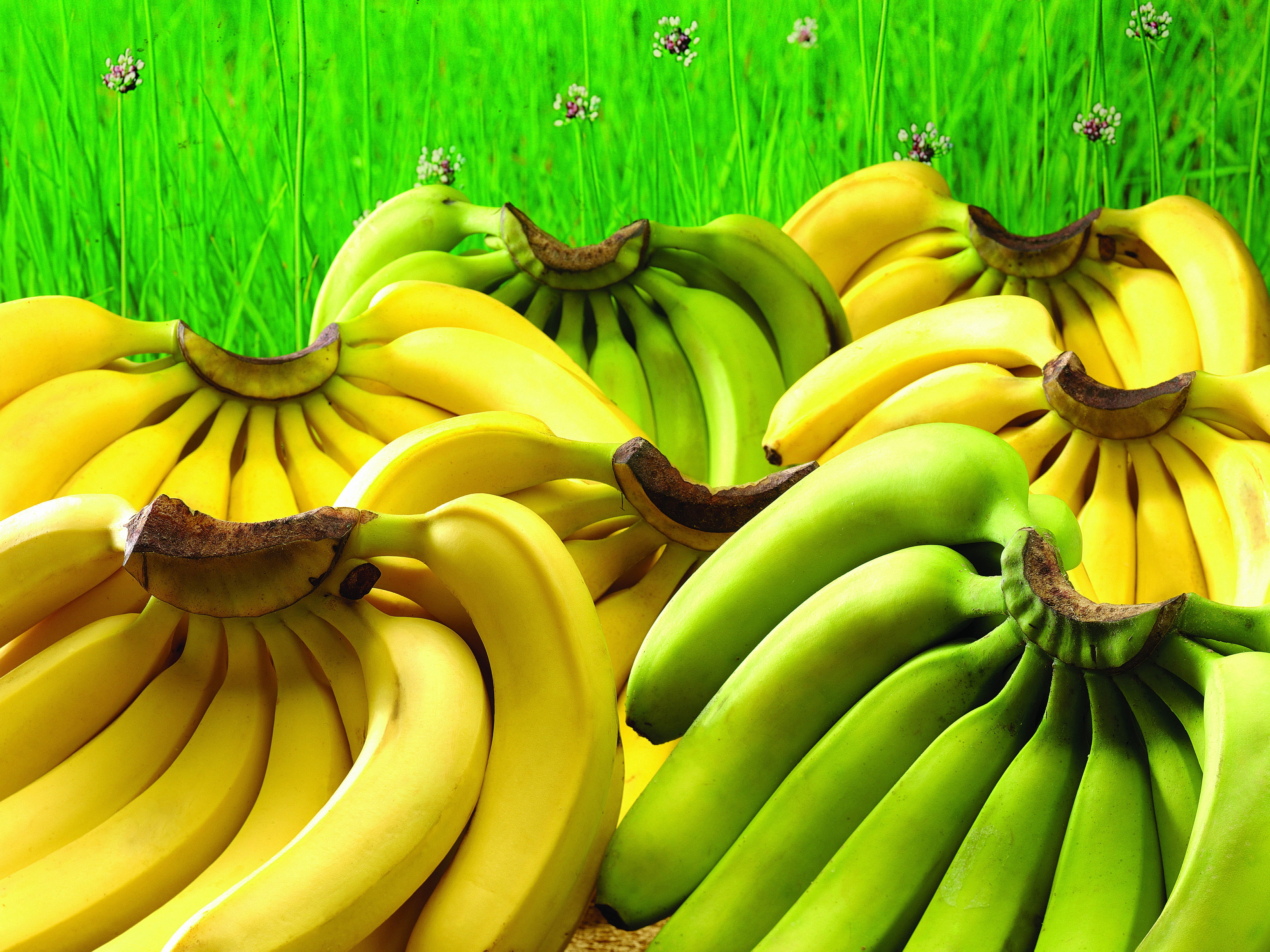 Banana fruits on green grass HD wallpaper | Wallpaper Flare