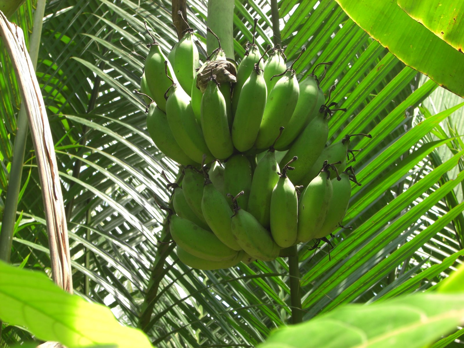 File:Green bananas on tree Vietnam.jpg - Wikimedia Commons