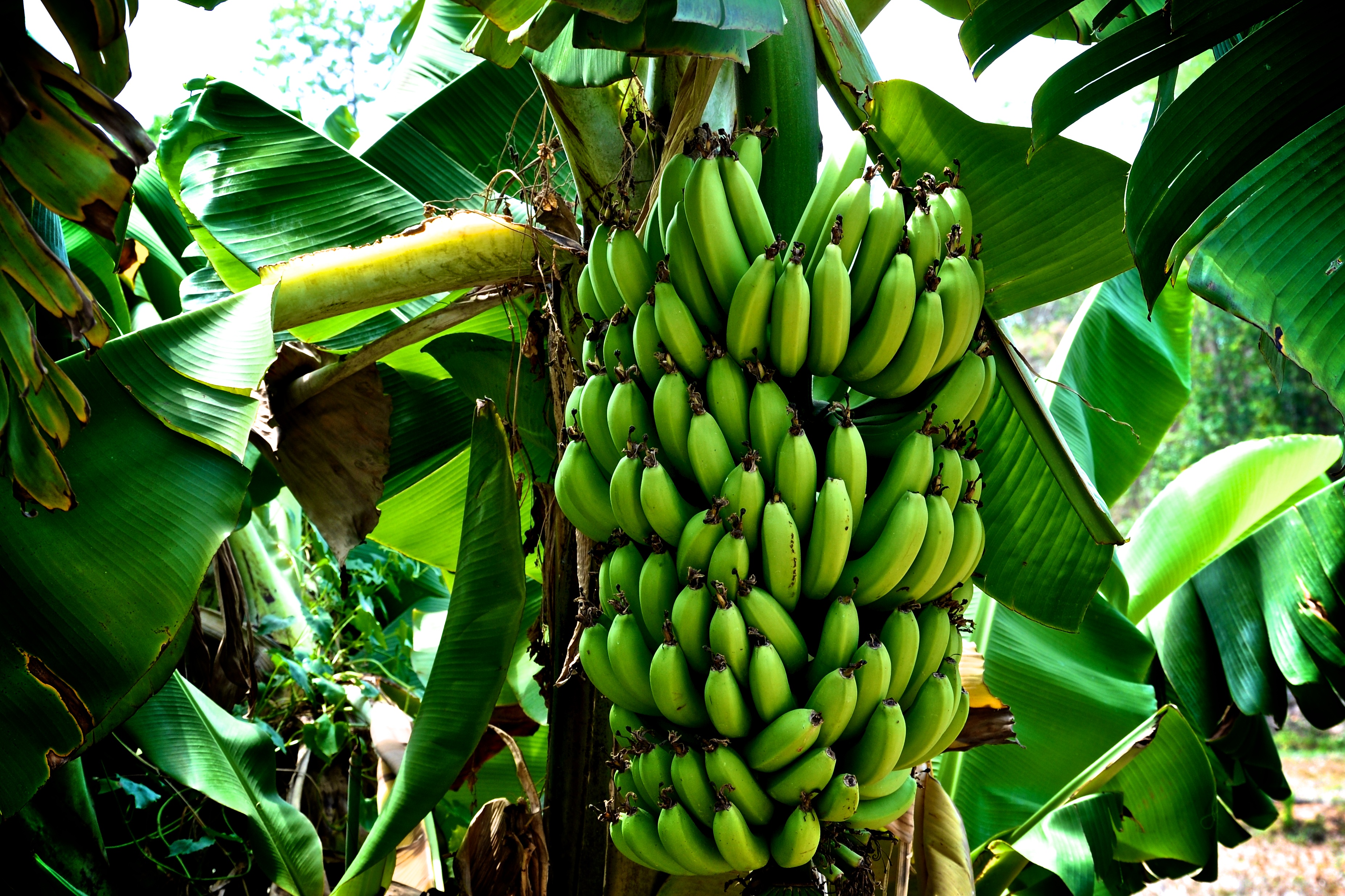 Sh100,000 a month is a good banana harvest for retired banker | TOP ...