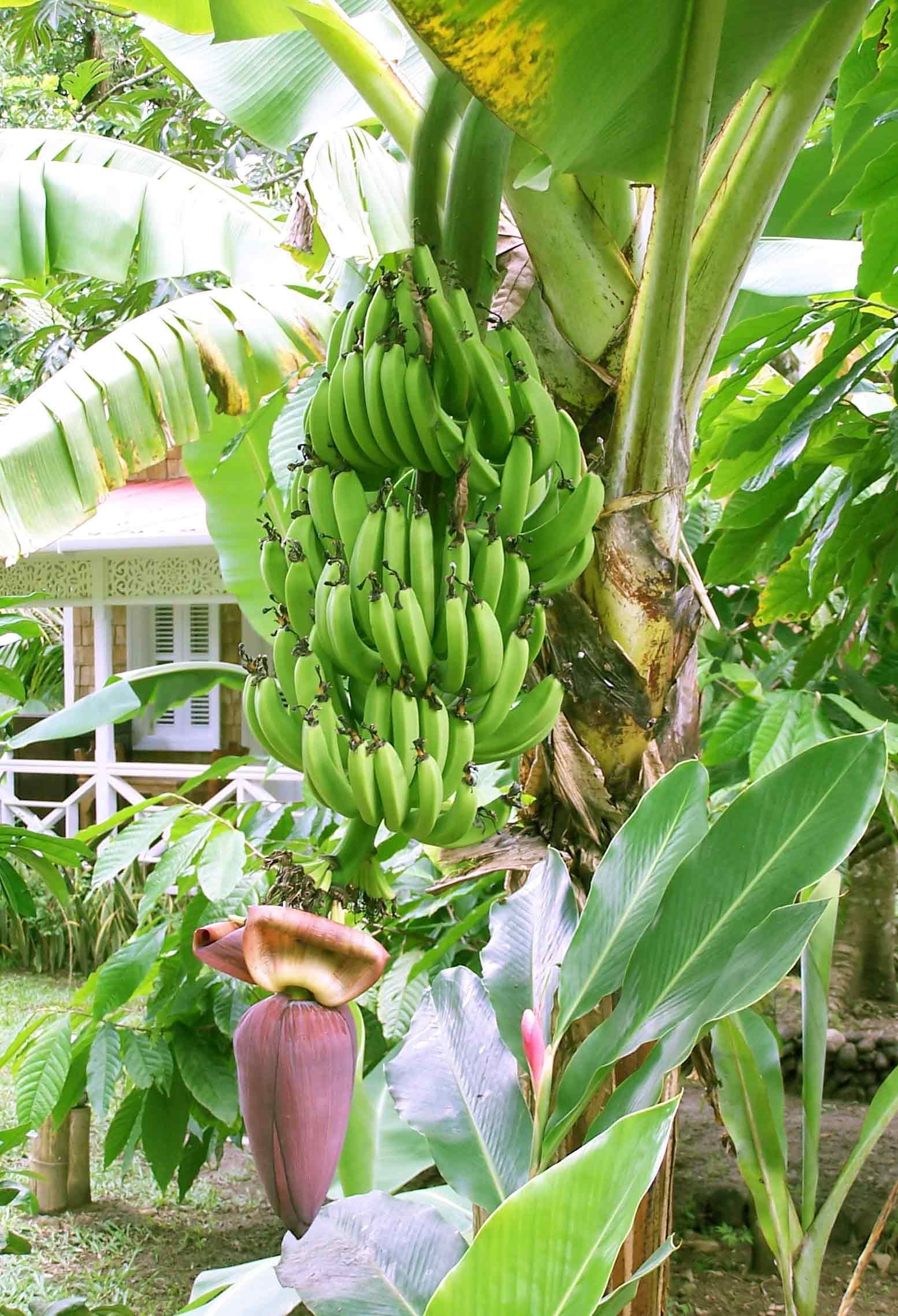 Green banana tree photo