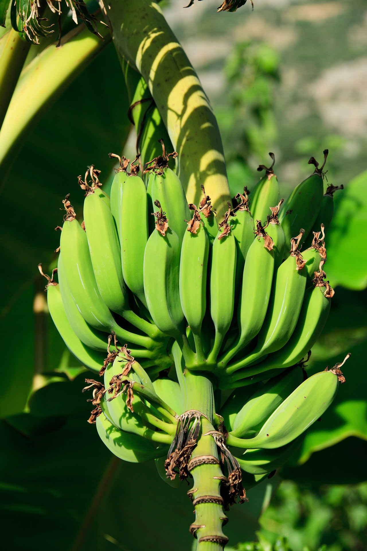 Green bananas photo