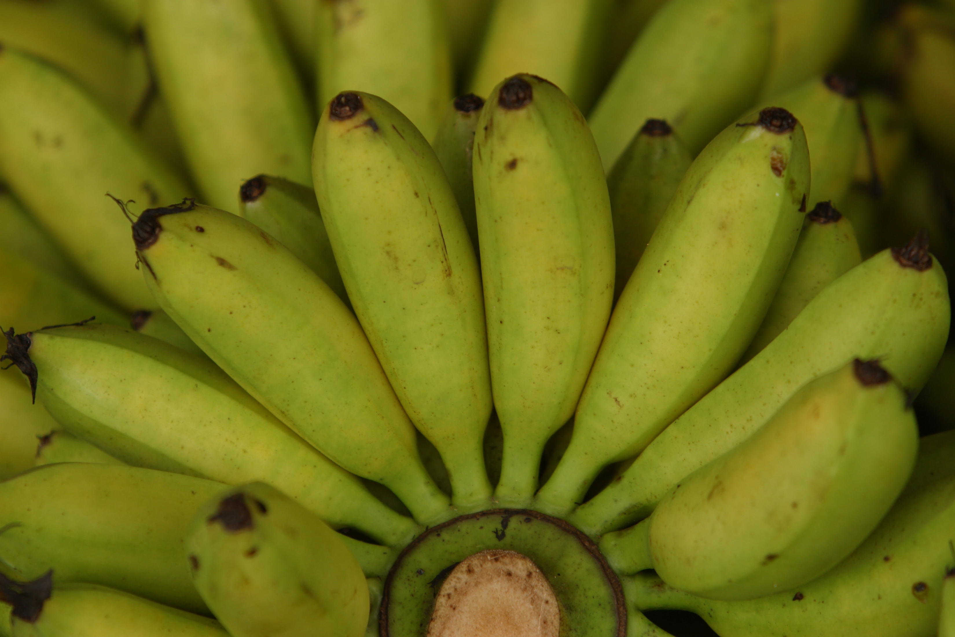 Are Green Bananas Better for You? | LIVESTRONG.COM