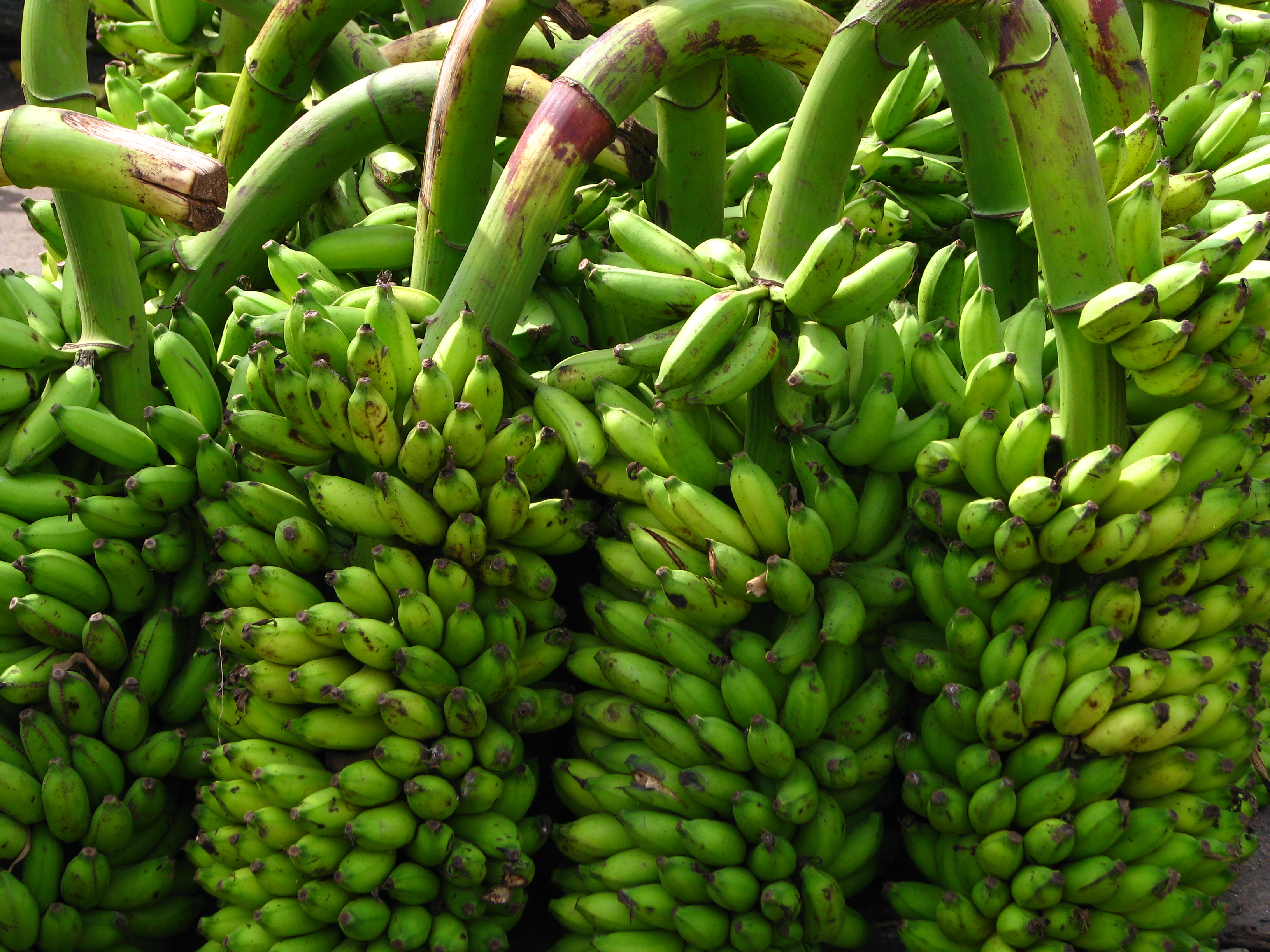 12 Surprising Health Benefits of Eating Unripe Bananas - Vorply