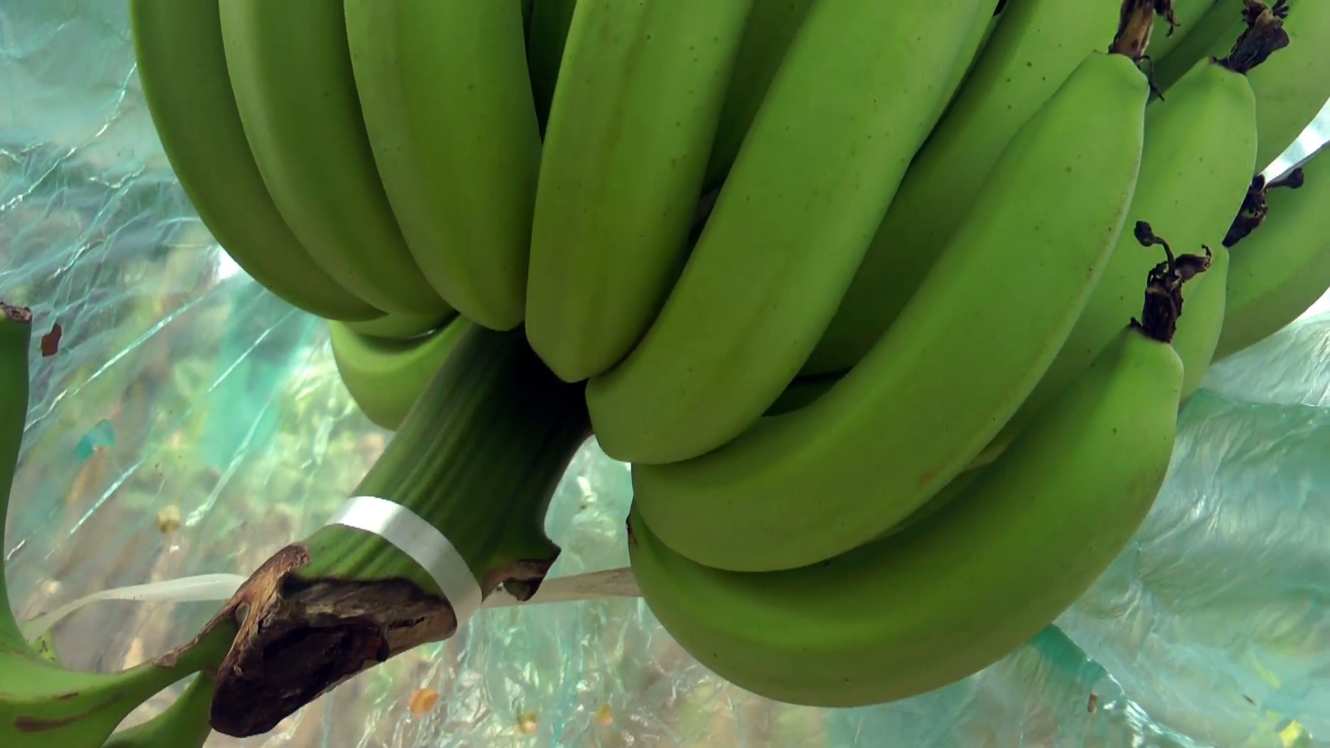 Green bananas in the tree, close-up Stock Video Footage - Videoblocks