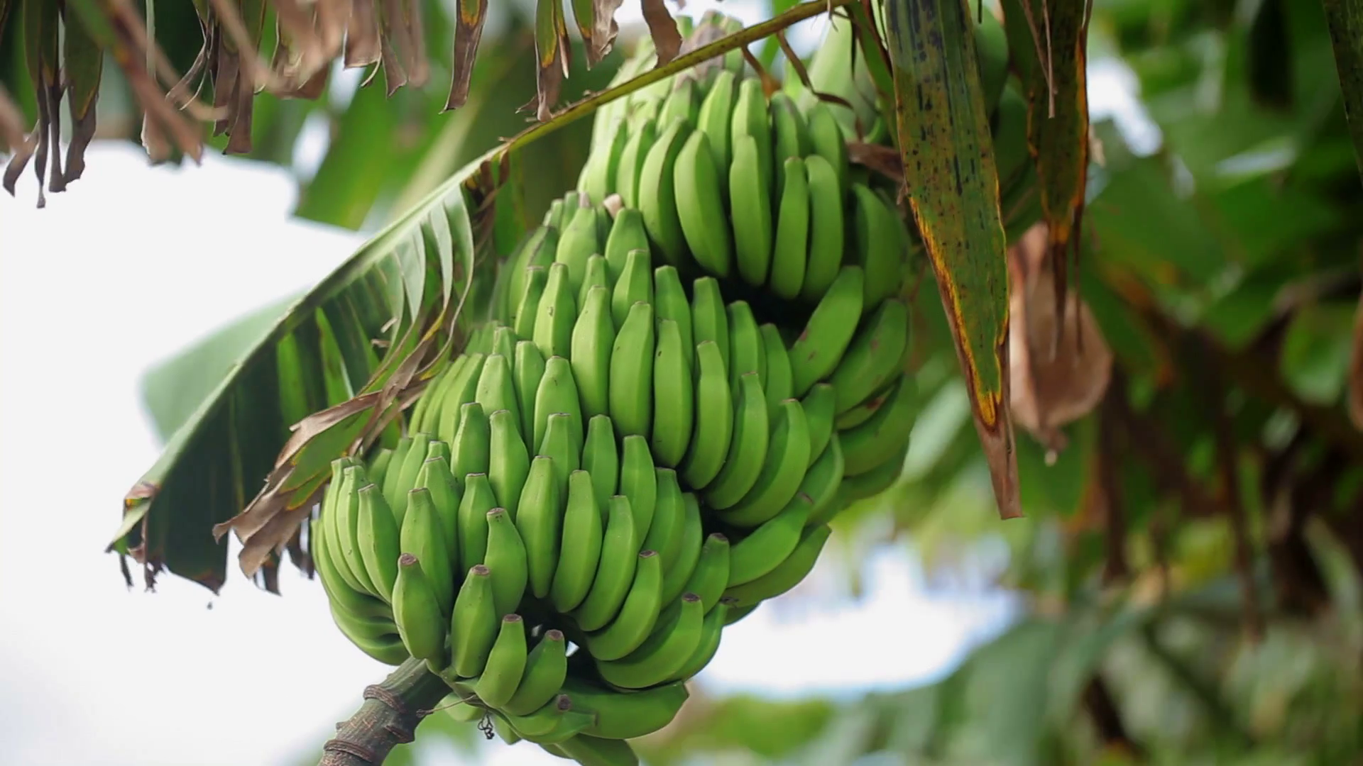 Green banana tree photo