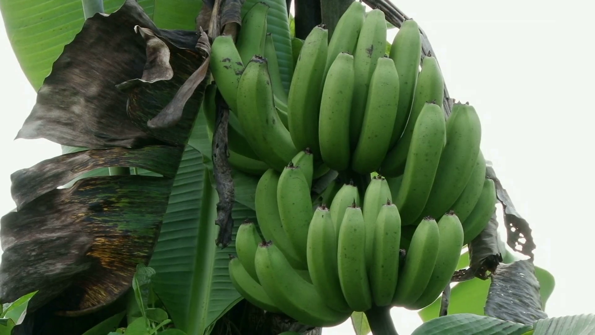 Close shot of bunch of green bananas in Grenada Stock Video Footage ...